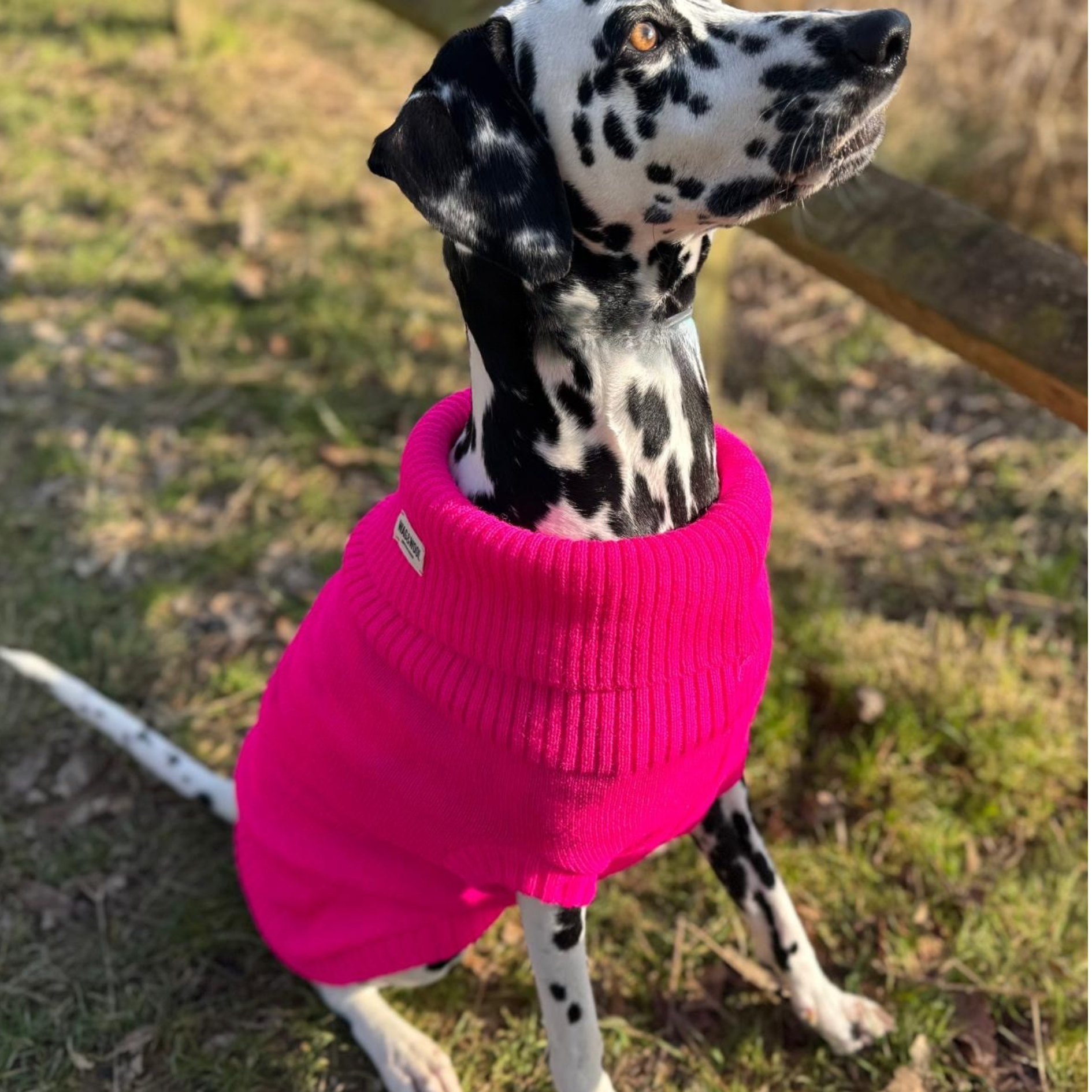 A Dalmatian in an extra large pink dog jumper