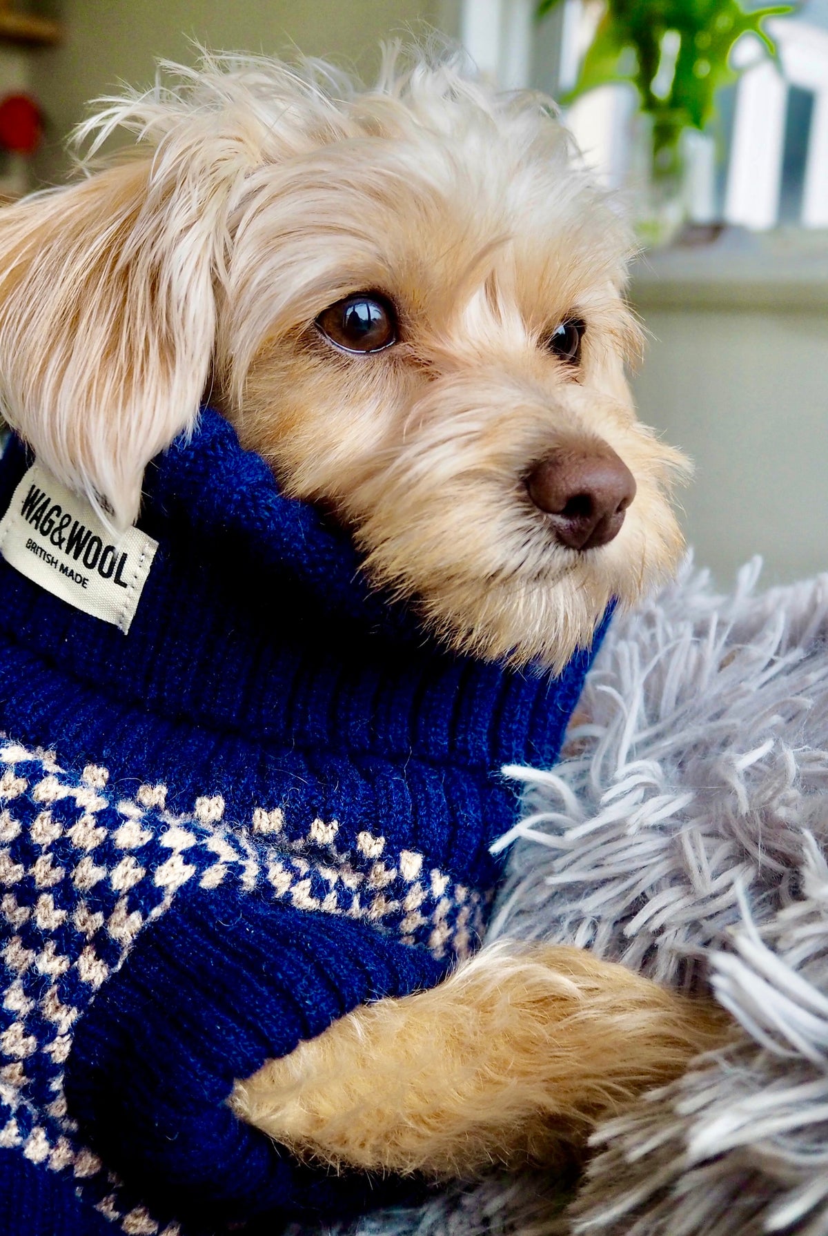 WAG&WOOL Featured In Country Squire Magazine