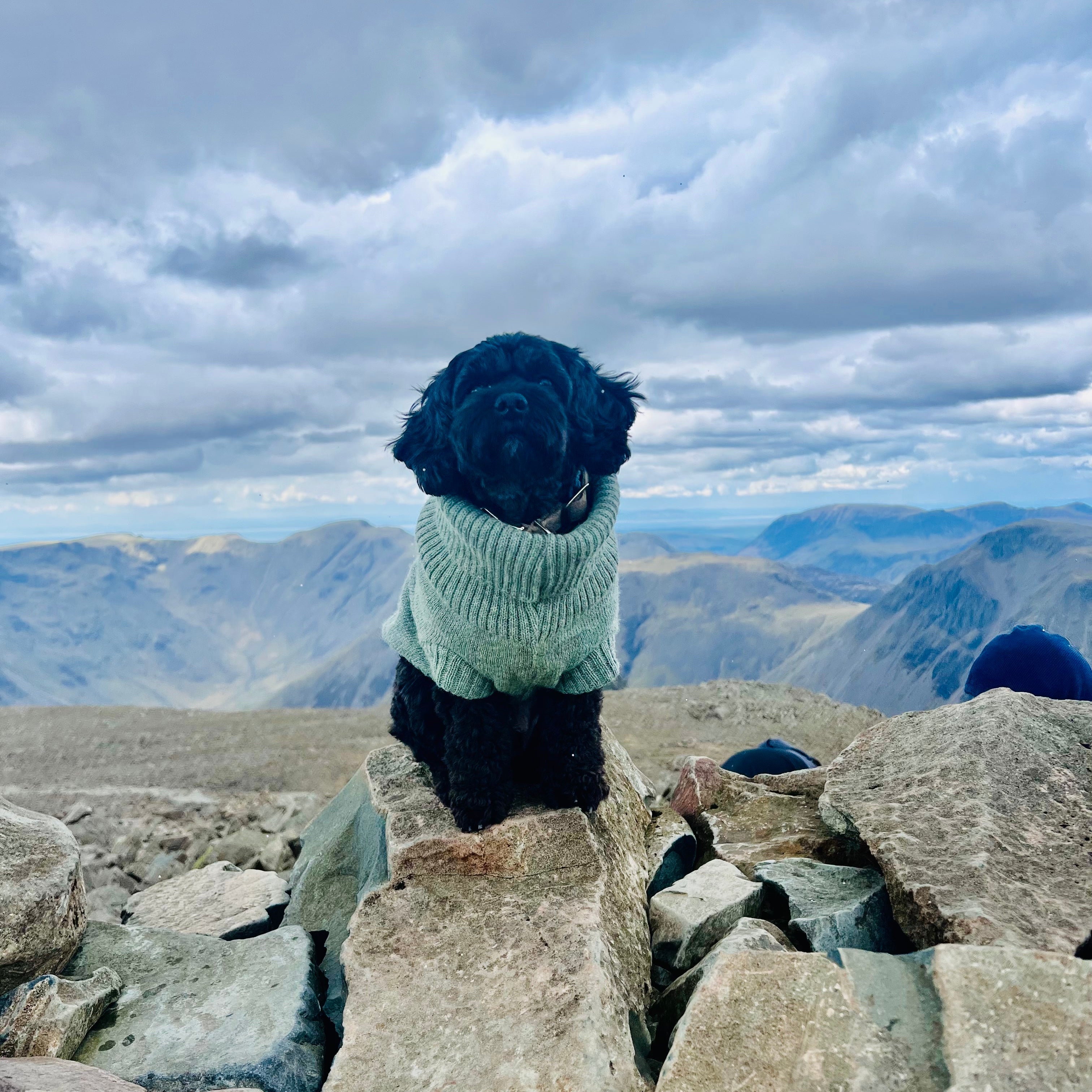 british wool dog jumper