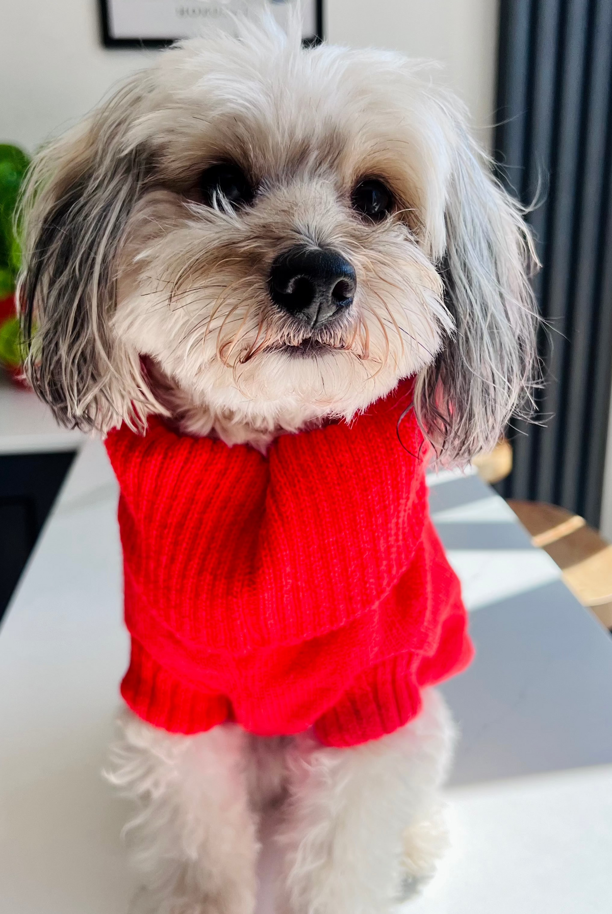 timeless style sustainable dog jumper