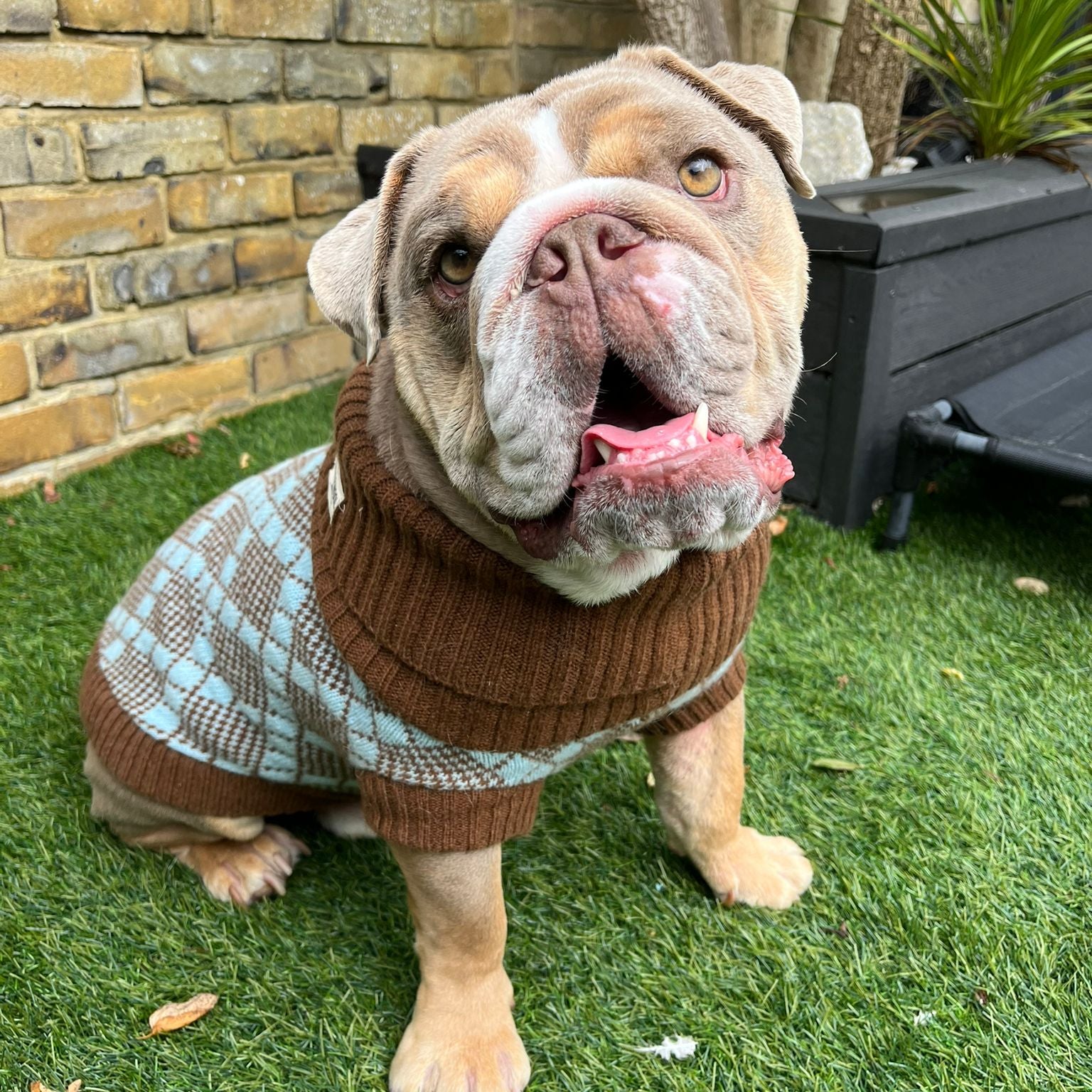 Sustainable Luxury in Pet Wear