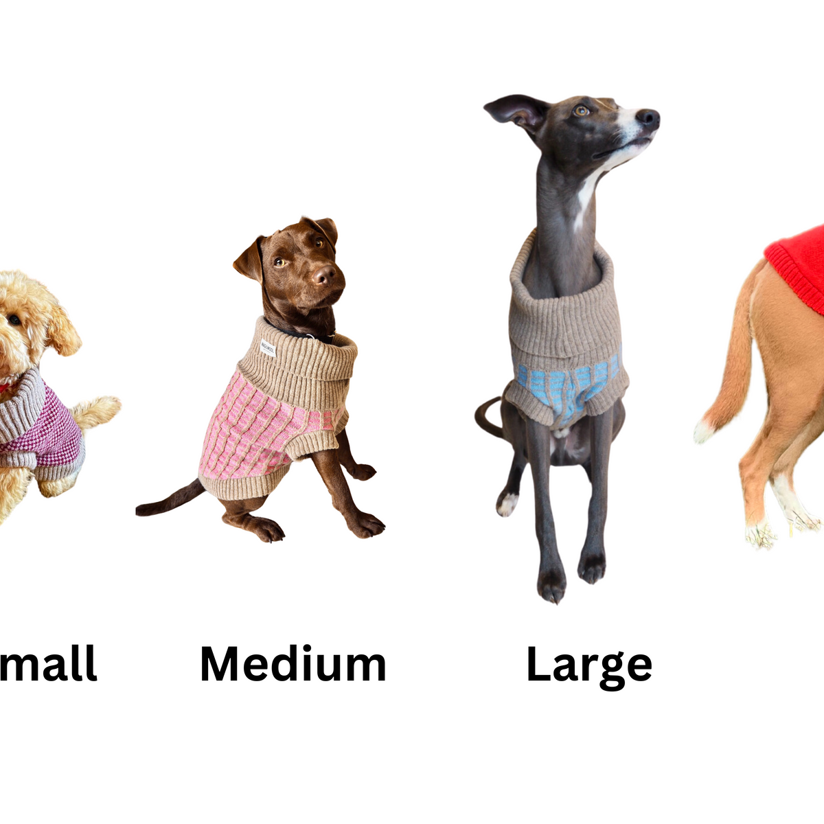 Help | What Size Is My Dog?