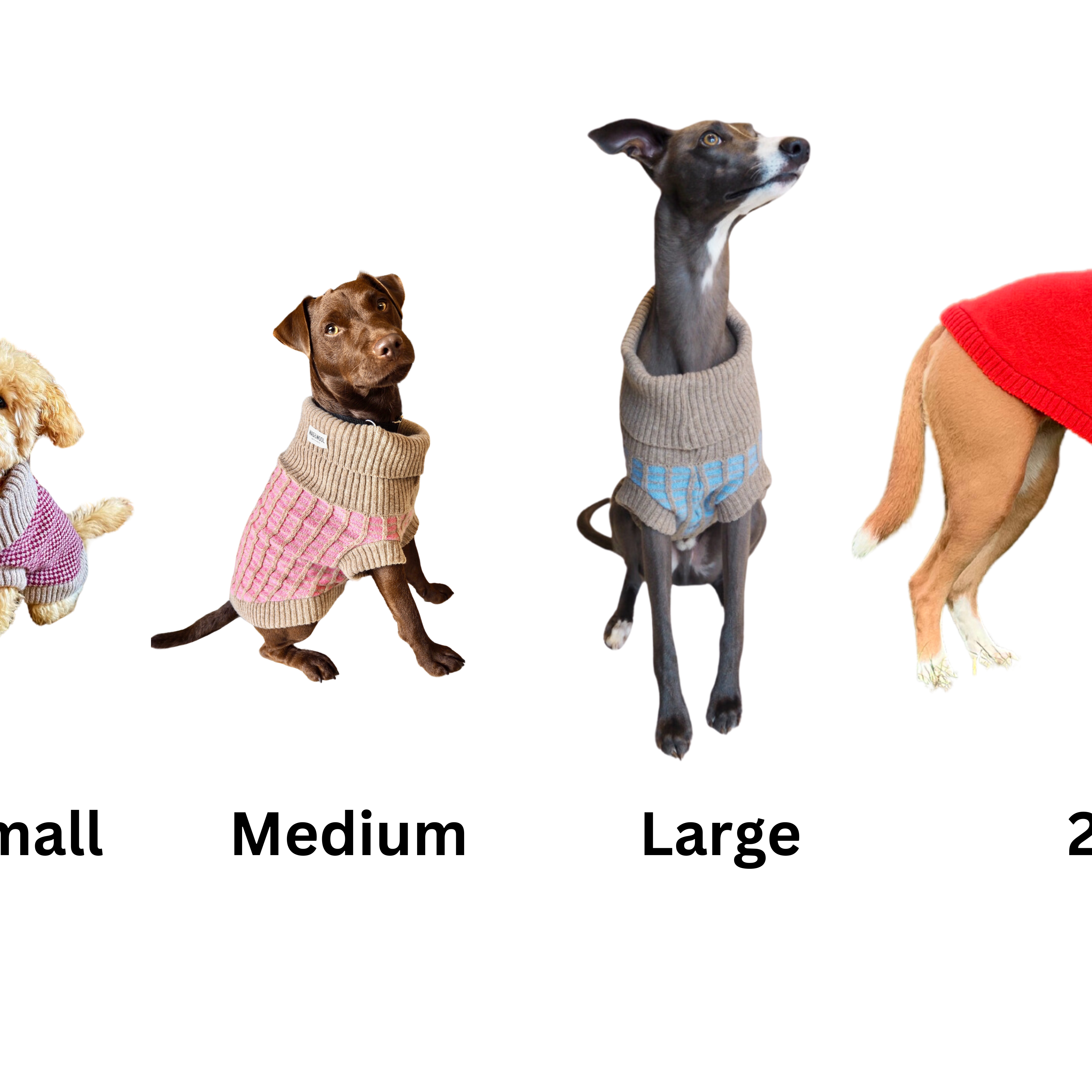 Help | What Size Is My Dog?