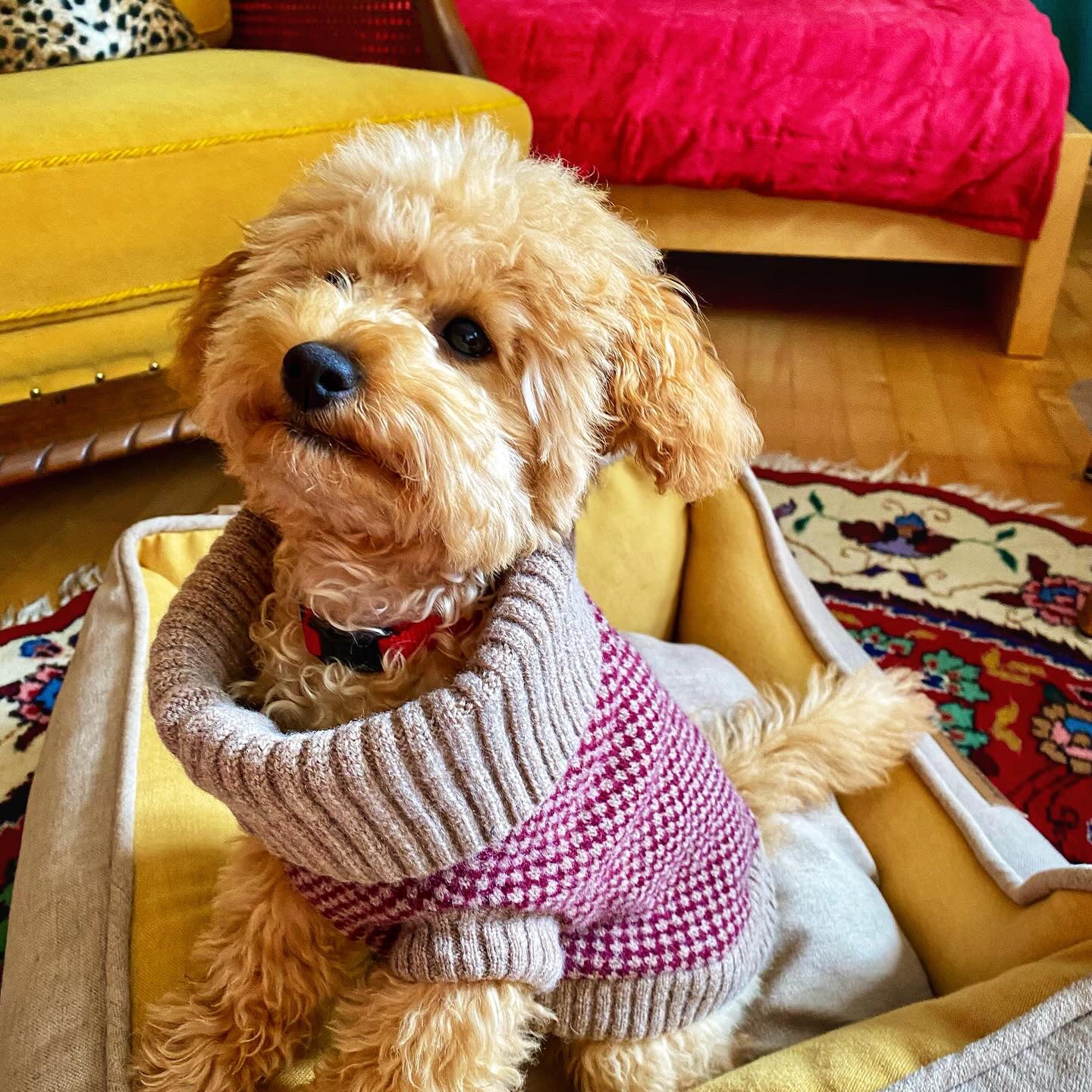 toy poodle in a knitted burgundy jumper