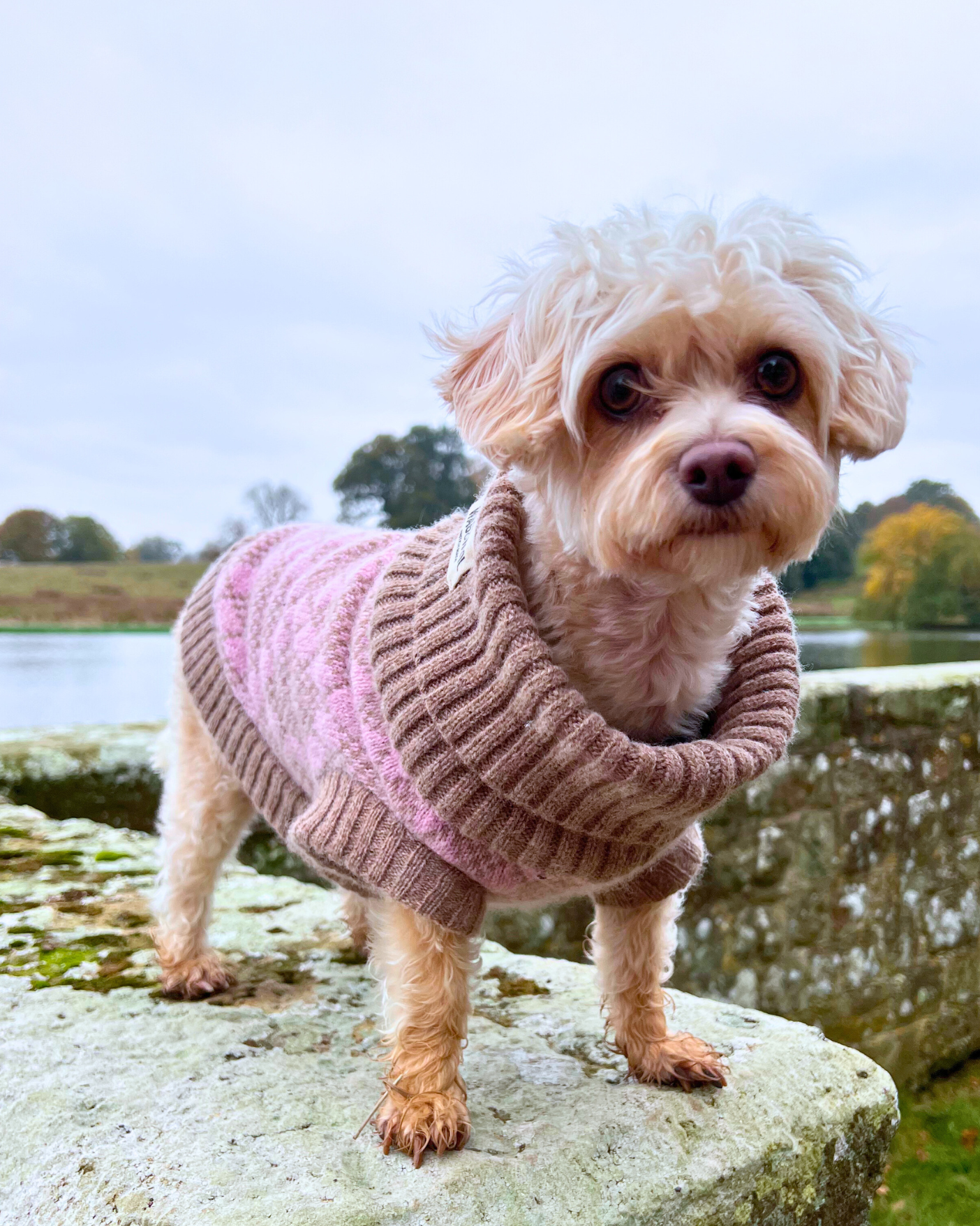 pink argyle dog jumper