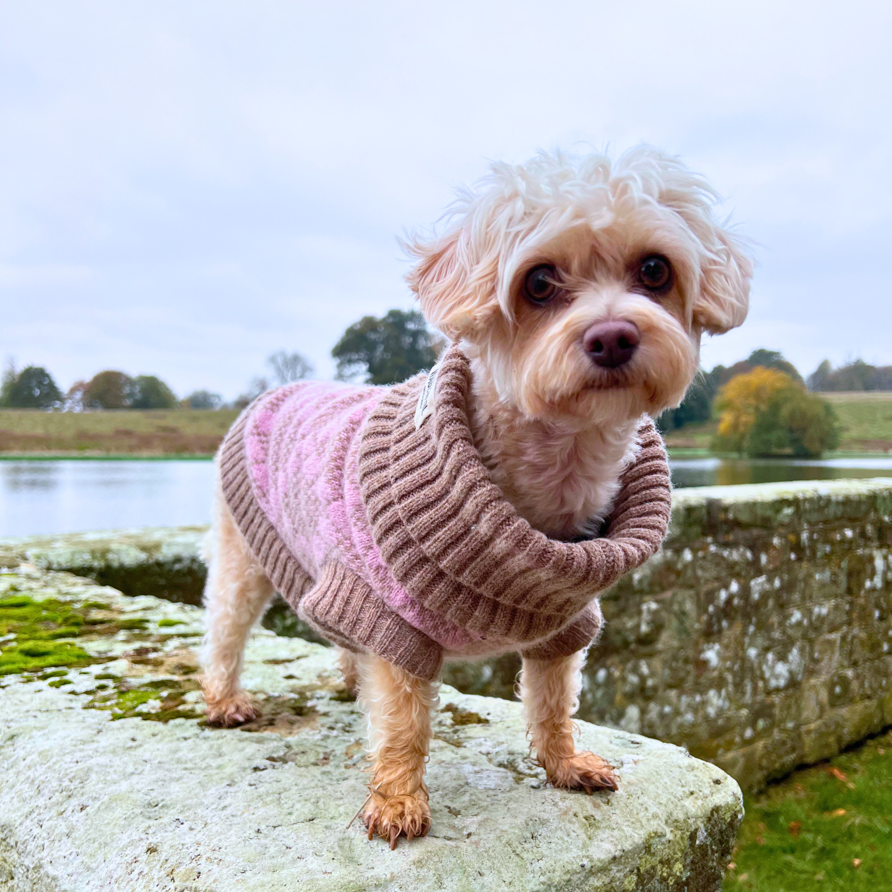 pink argyle dog jumper