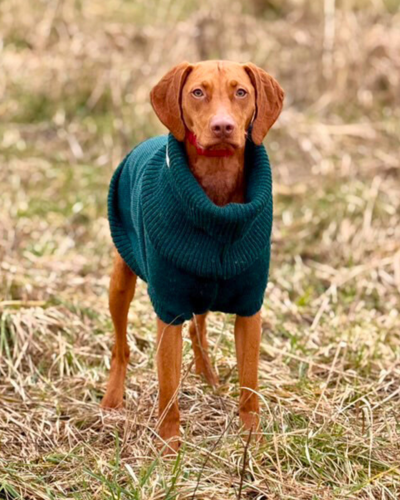 weimaraner dog jumper
