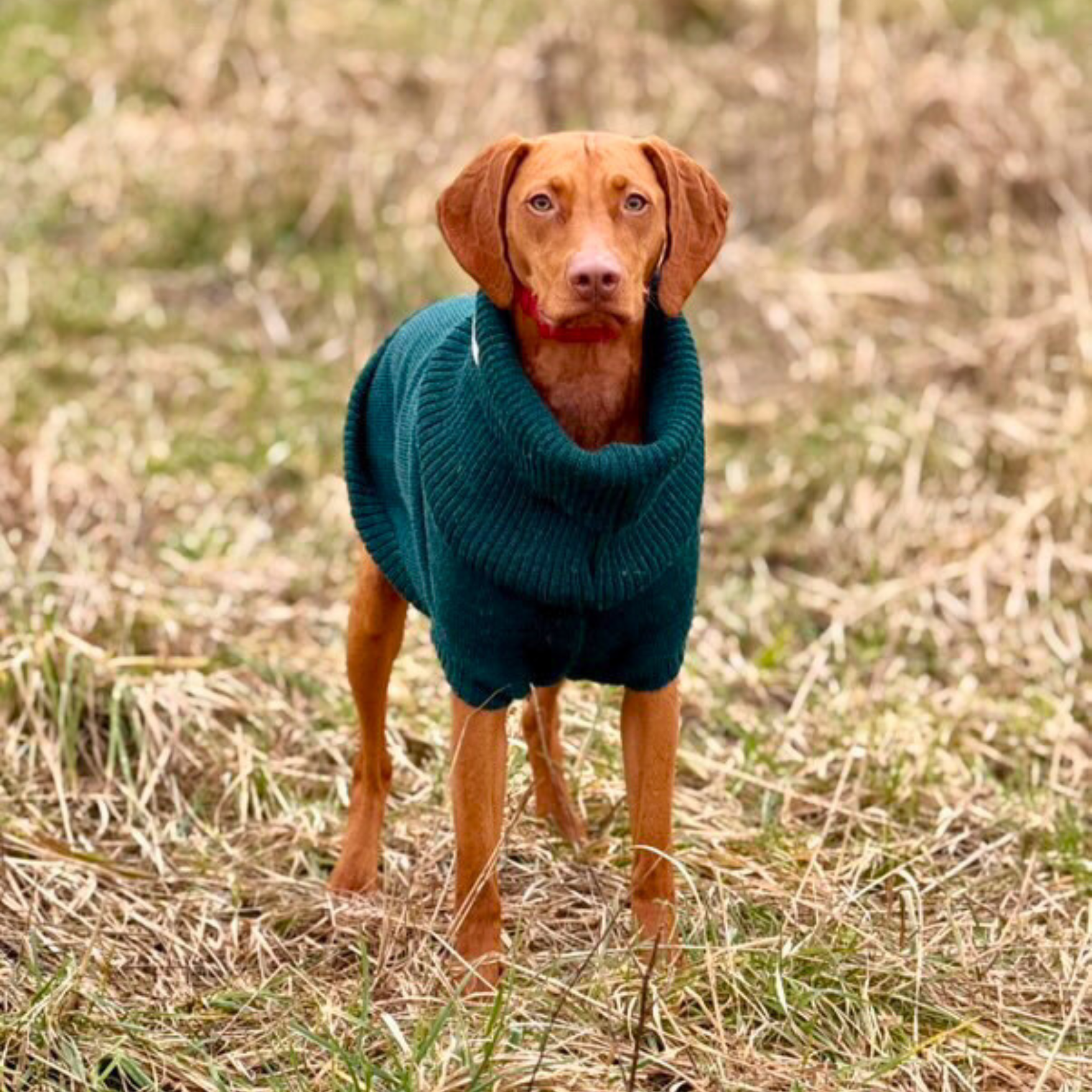 weimaraner dog jumper