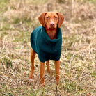 weimaraner dog jumper