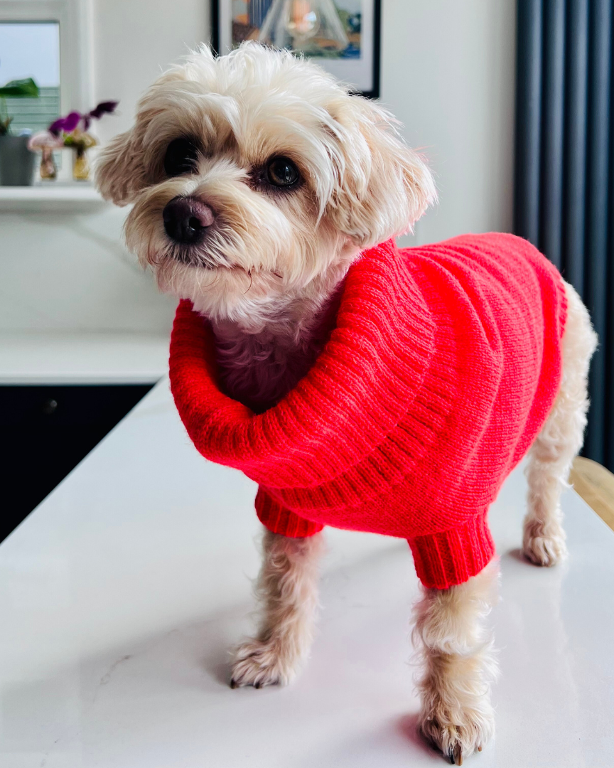 brighton orange dog jumper