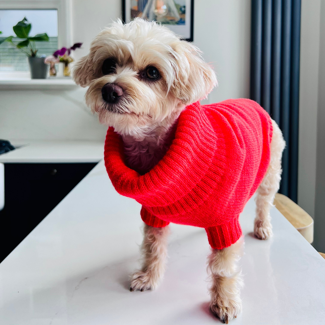 brighton orange dog jumper