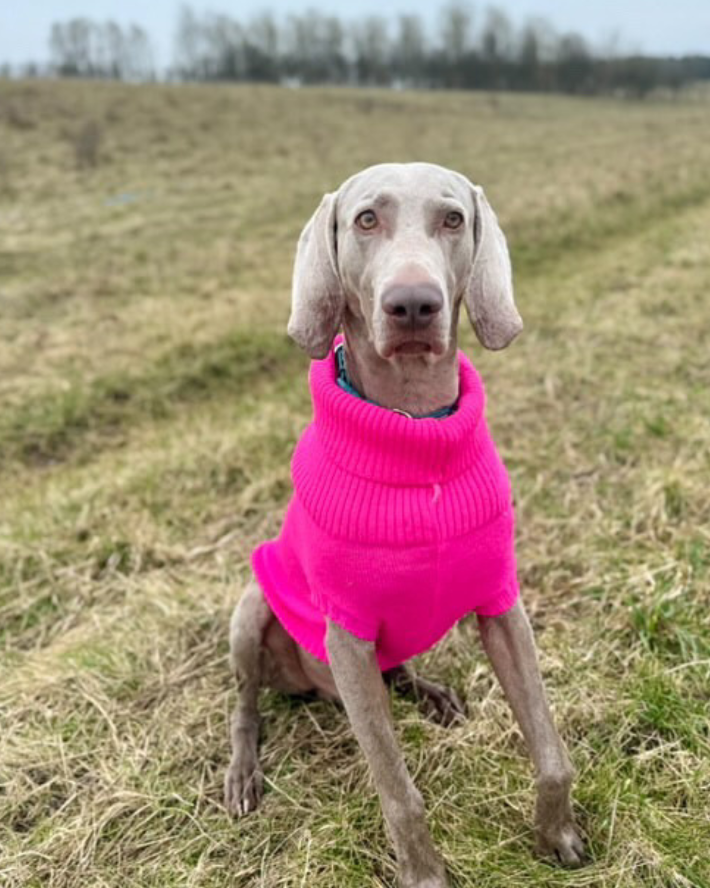 weimaraner wearing a pink dog jumper