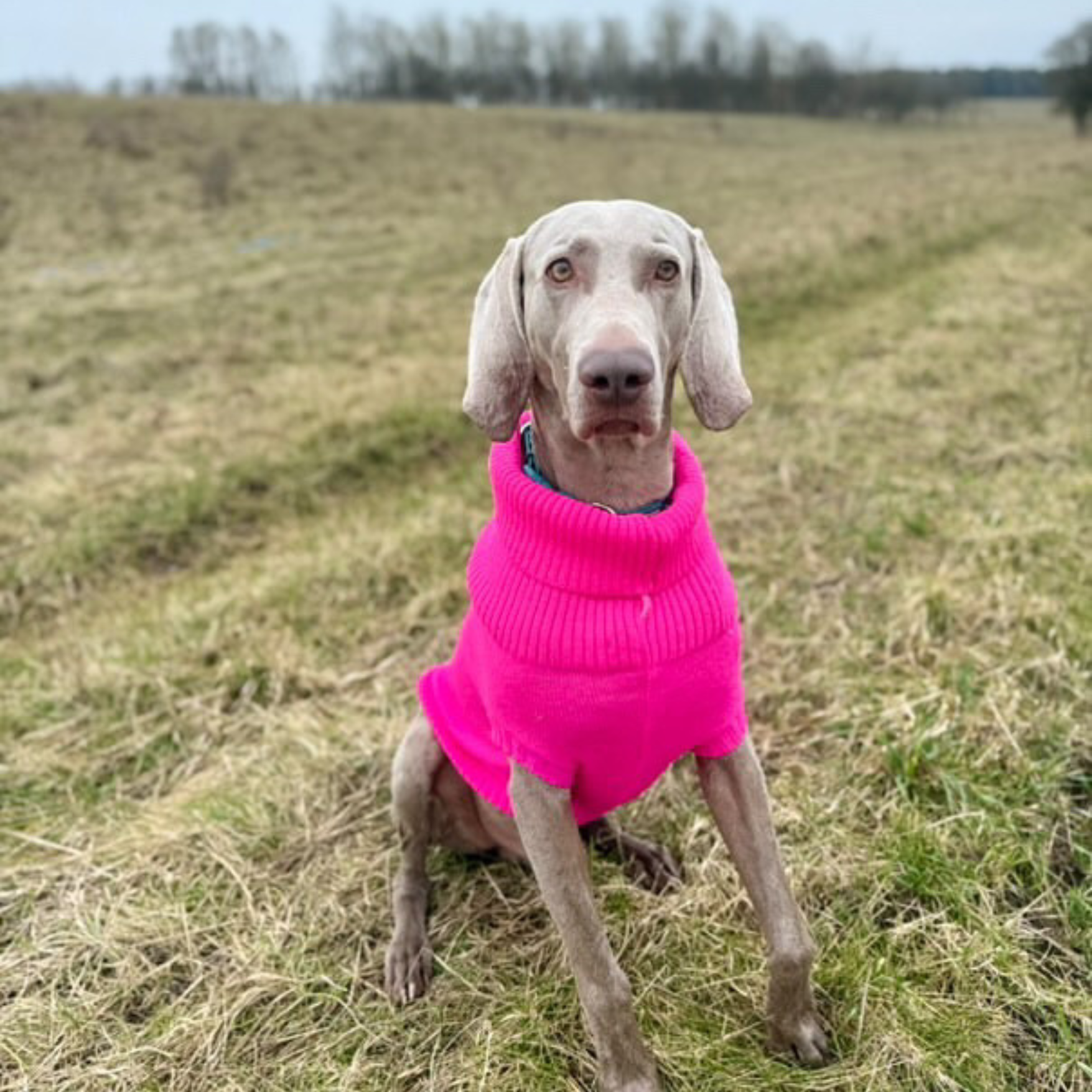 weimaraner wearing a pink dog jumper