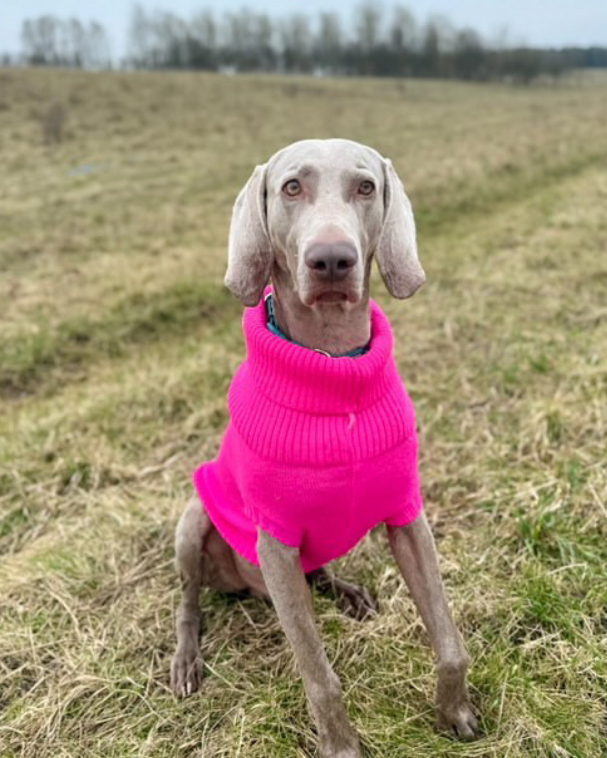weimaraner wearing a pink dog jumper