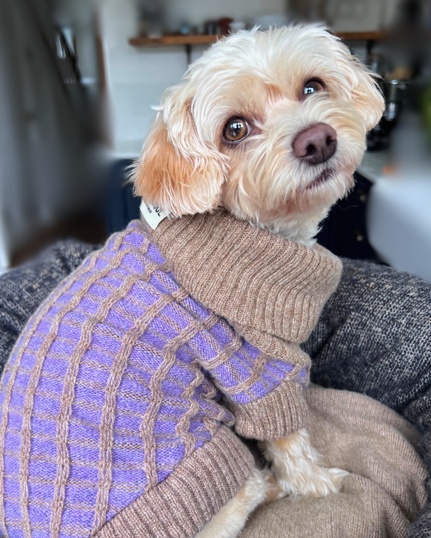 Purple Dog Jumper