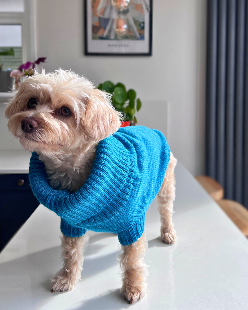 knitted dog jumper in cerulean blue