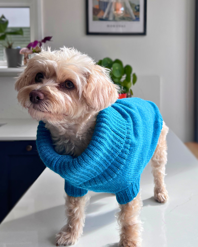 knitted dog jumper in cerulean blue