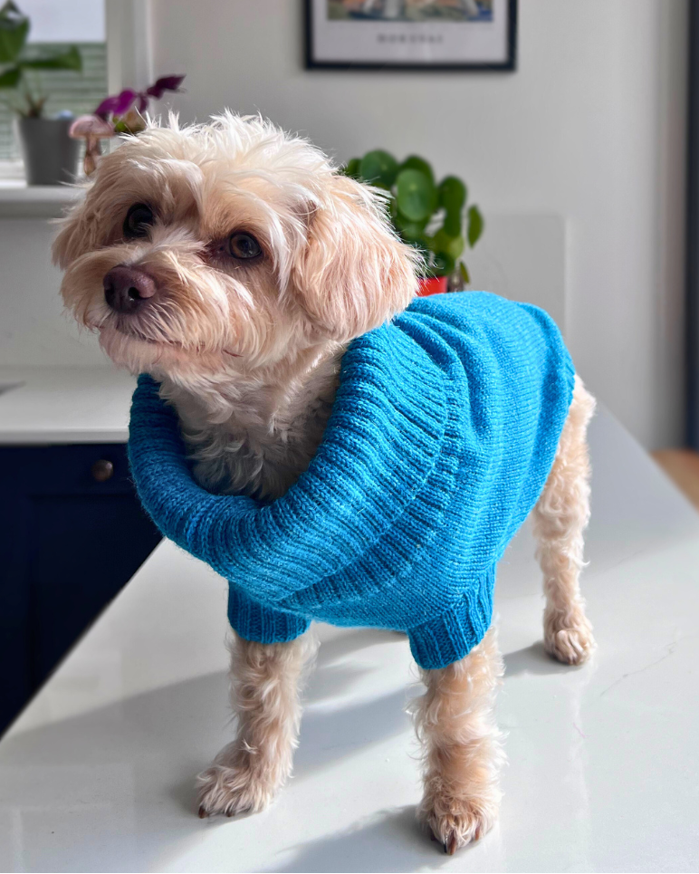 knitted dog jumper in cerulean blue