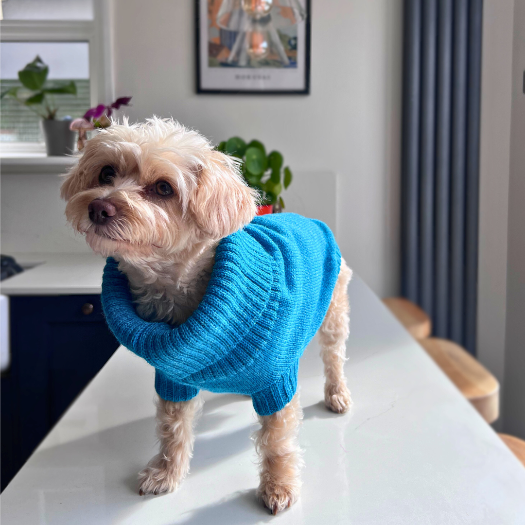 knitted dog jumper in cerulean blue