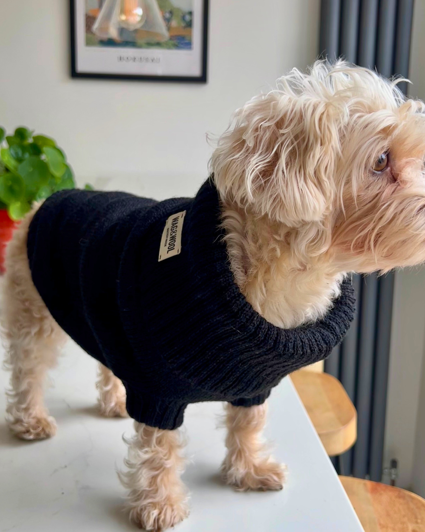 plain black knitted dog jumper