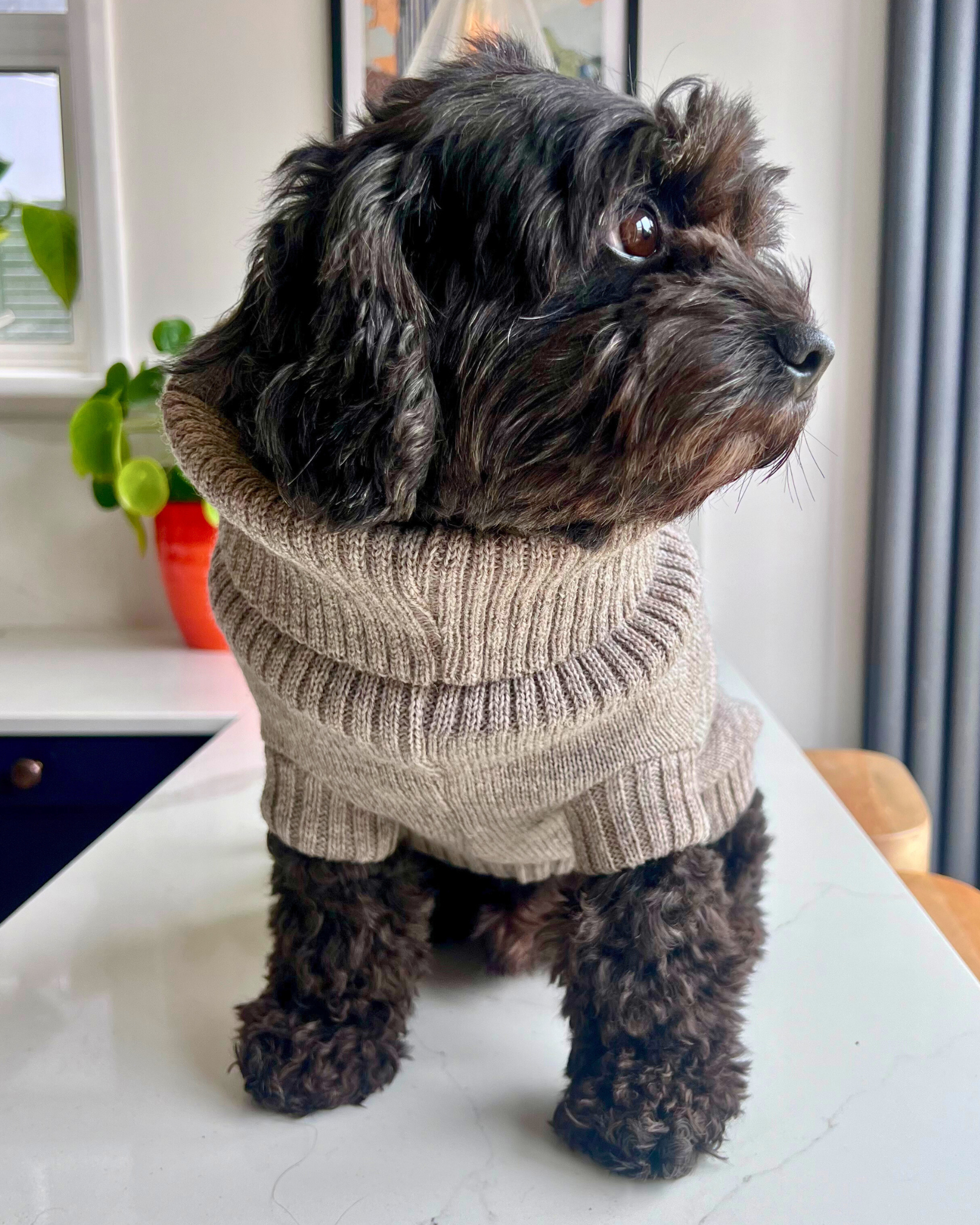 cavapoo in an oatmeal dog jumper