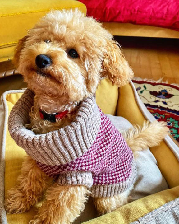 poodle wearing a wool jumper
