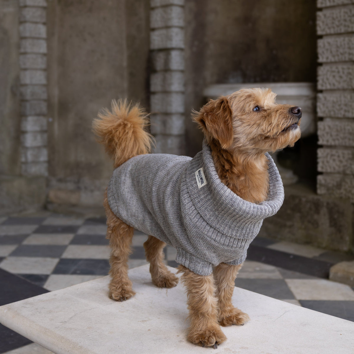 A small brown terrier dog wearing a gray ribbed knit sweater stands on a stone table in an old stone courtyard with arches and a black-and-white checkered floor.