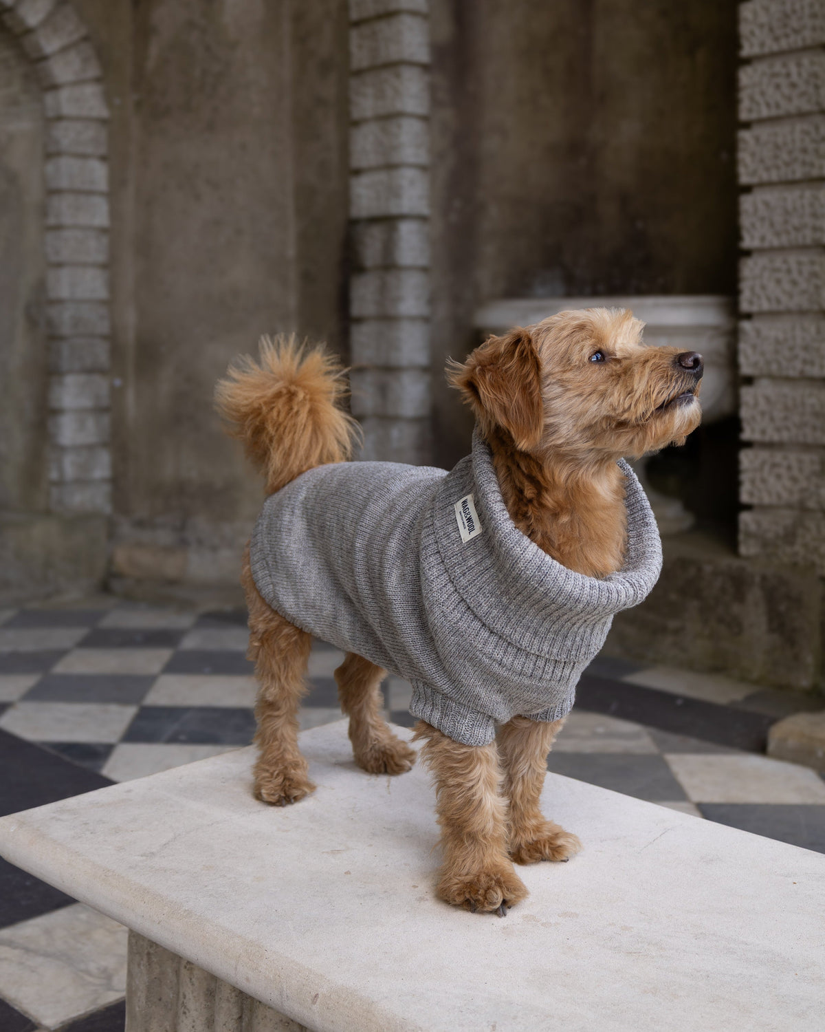 A small brown terrier dog wearing a gray ribbed knit sweater stands on a stone table in an old stone courtyard with arches and a black-and-white checkered floor.