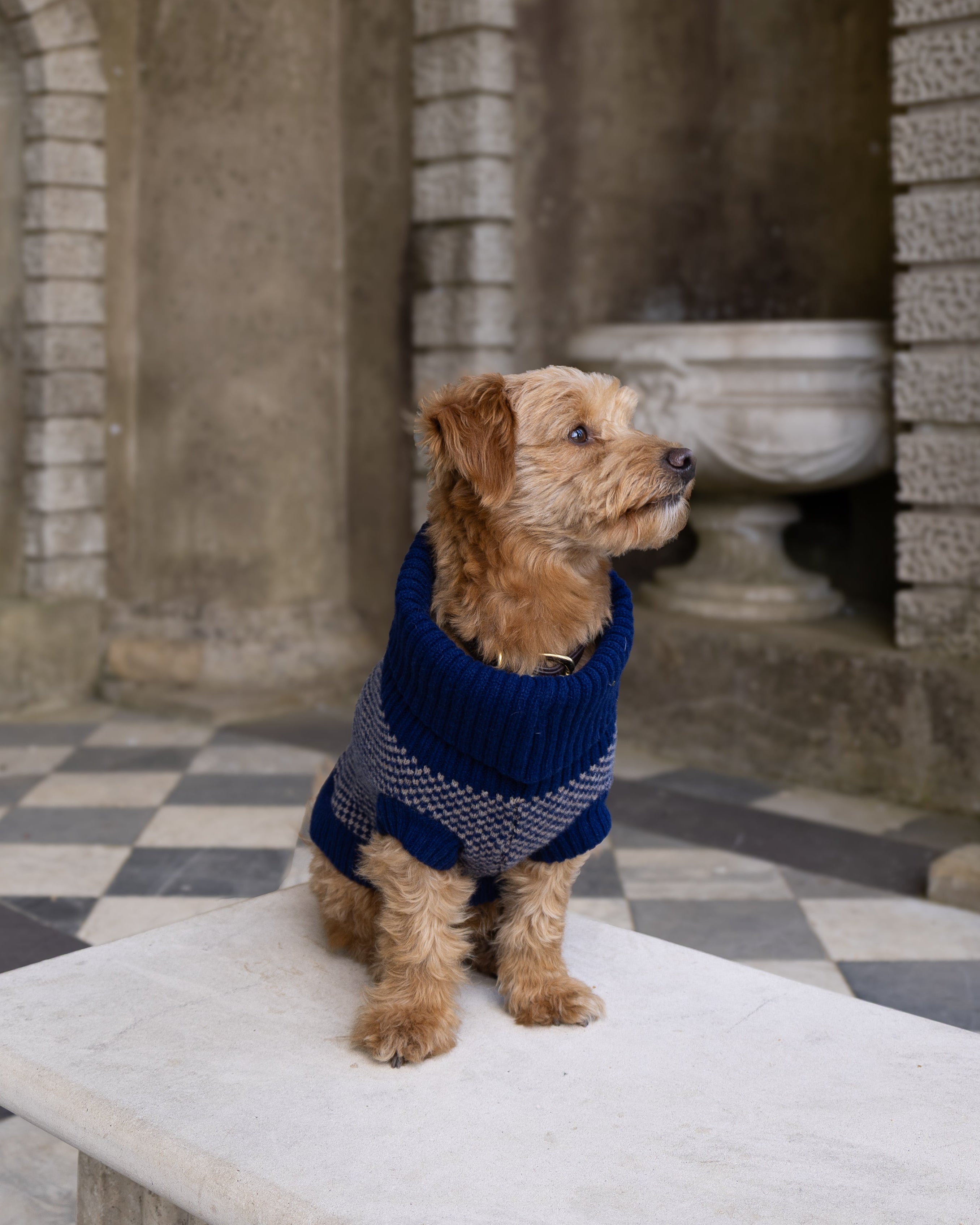 A small brown terrier dog wearing a navy blue knit sweater with a gray patterned trim, sitting on a white stone bench in an ancient stone courtyard with arches and a checkered floor.