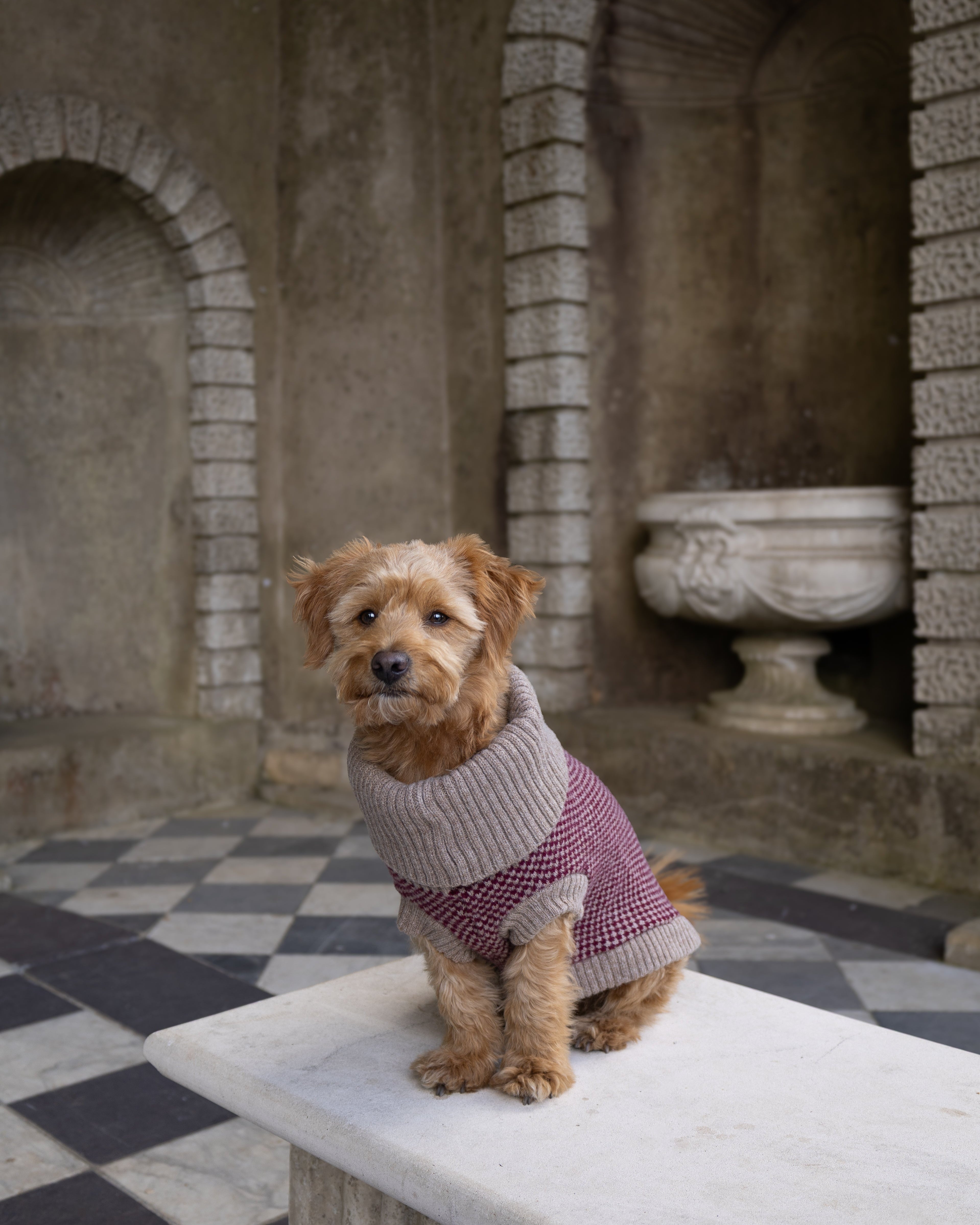 A small tan dog wearing a burgundy knitted sweater sits on a white stone bench in an outdoor courtyard with arches and a black-and-white checkered floor.