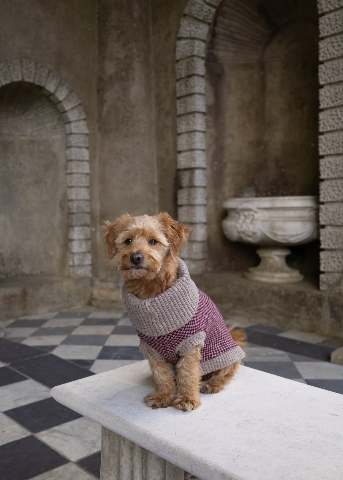 A small tan dog wearing a burgundy knitted sweater sits on a white stone bench in an outdoor courtyard with arches and a black-and-white checkered floor.