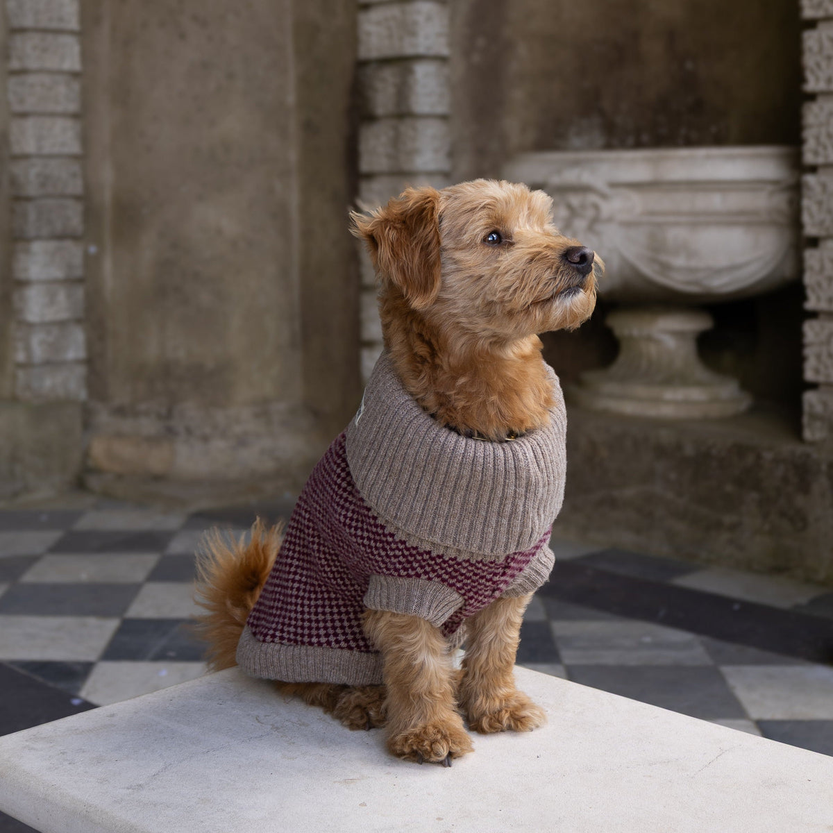 A small brown terrier dog wearing a burgundy knit sweater