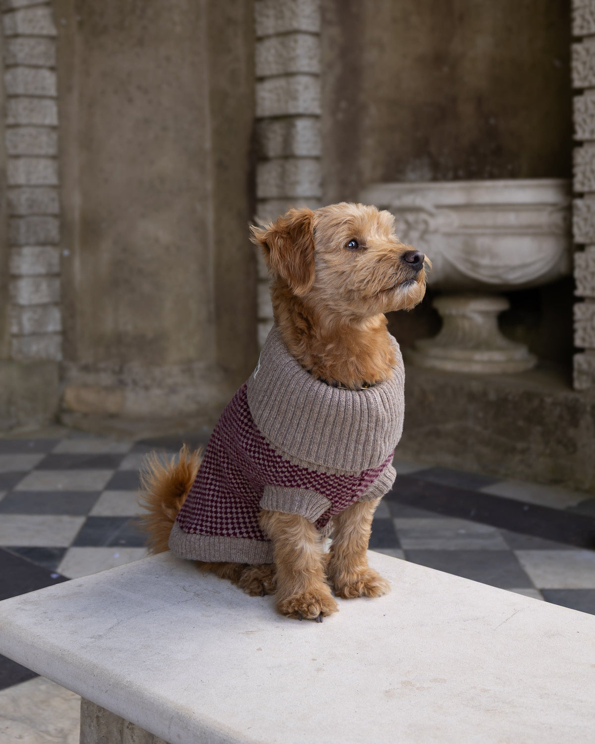 A small brown terrier dog wearing a burgundy knit sweater