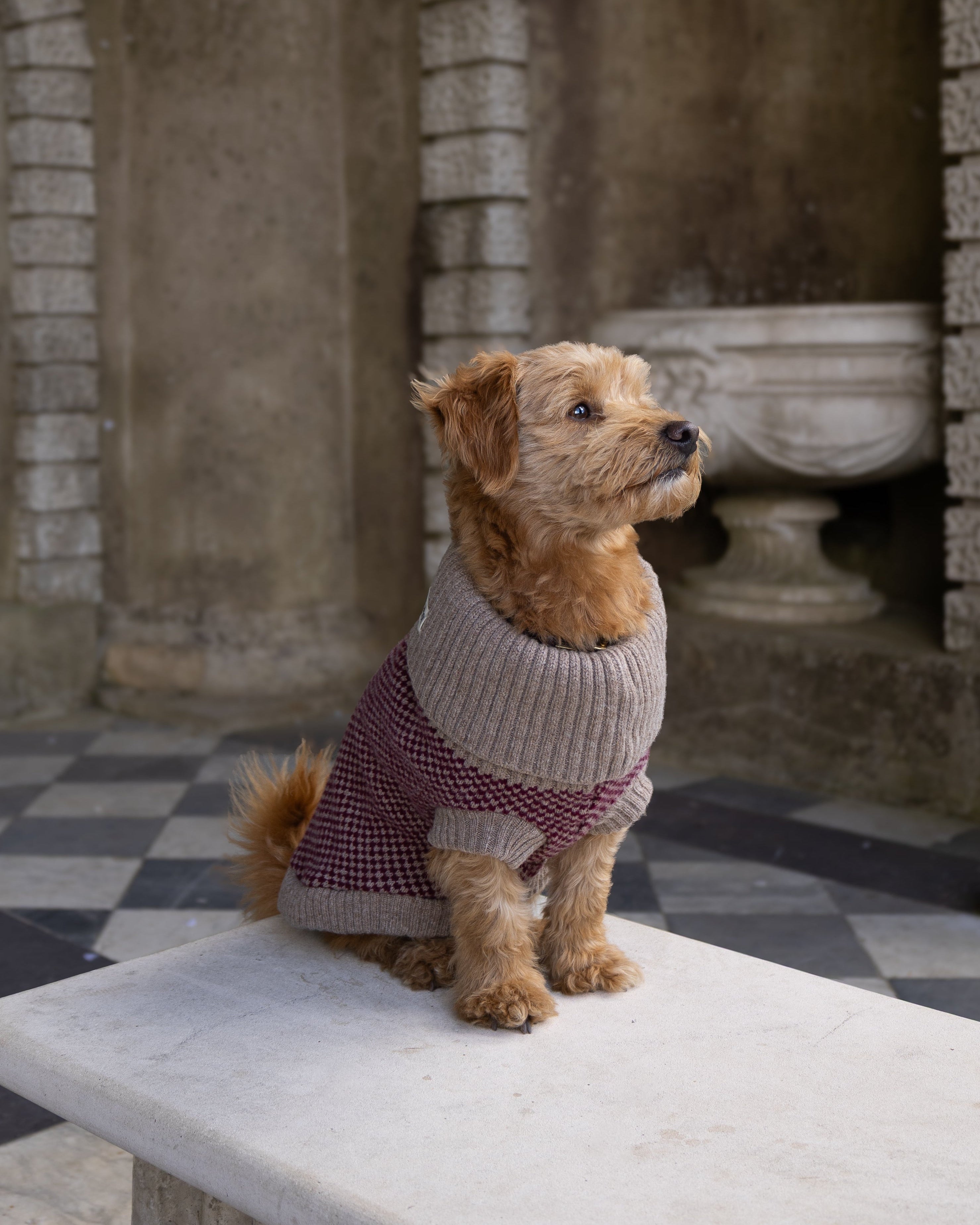 A small brown terrier dog wearing a burgundy knit sweater