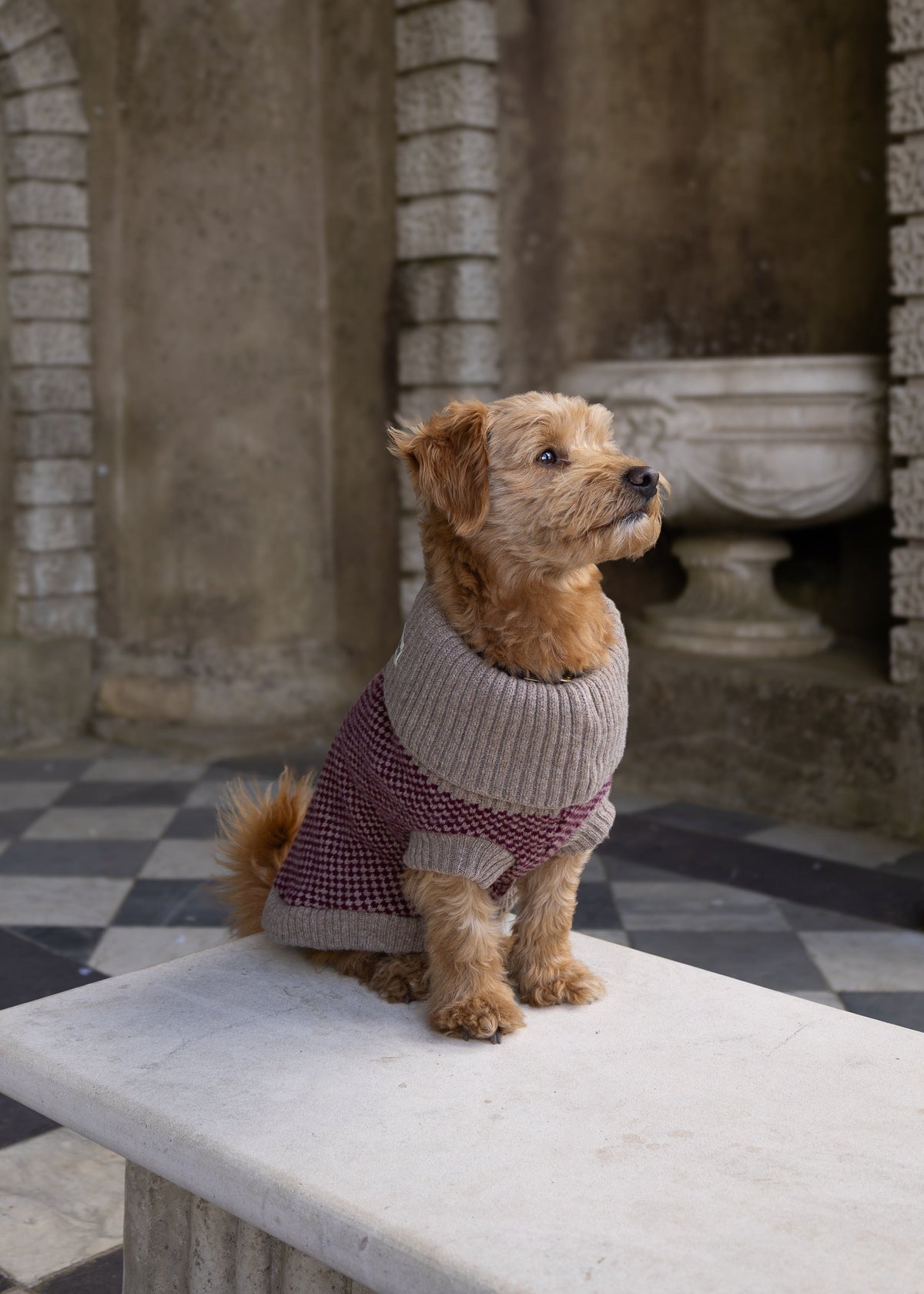 A small brown terrier dog wearing a burgundy knit sweater