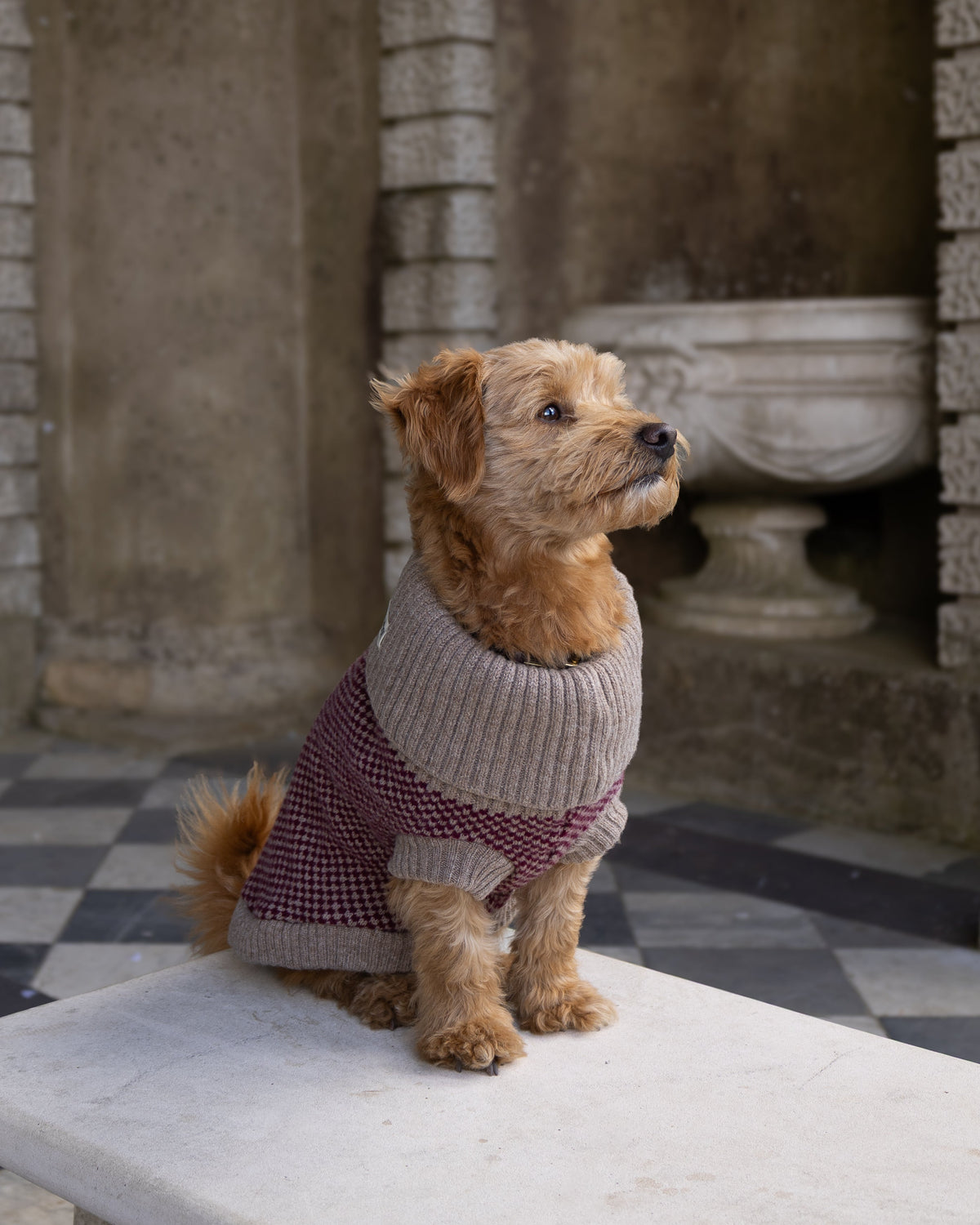 A small brown terrier dog wearing a beige knit sweater and a burgundy checkered tail warmer, sitting on a white marble bench in an ancient stone courtyard with arches and a black-and-white checkered floor.
