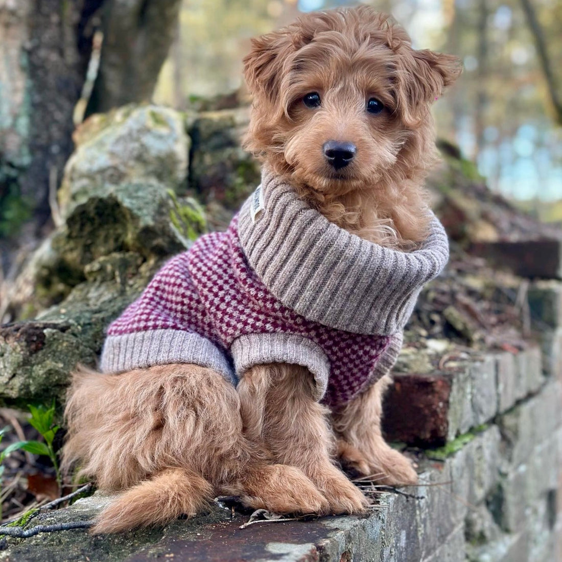 Cockerpoo puppy in a knitted jumper