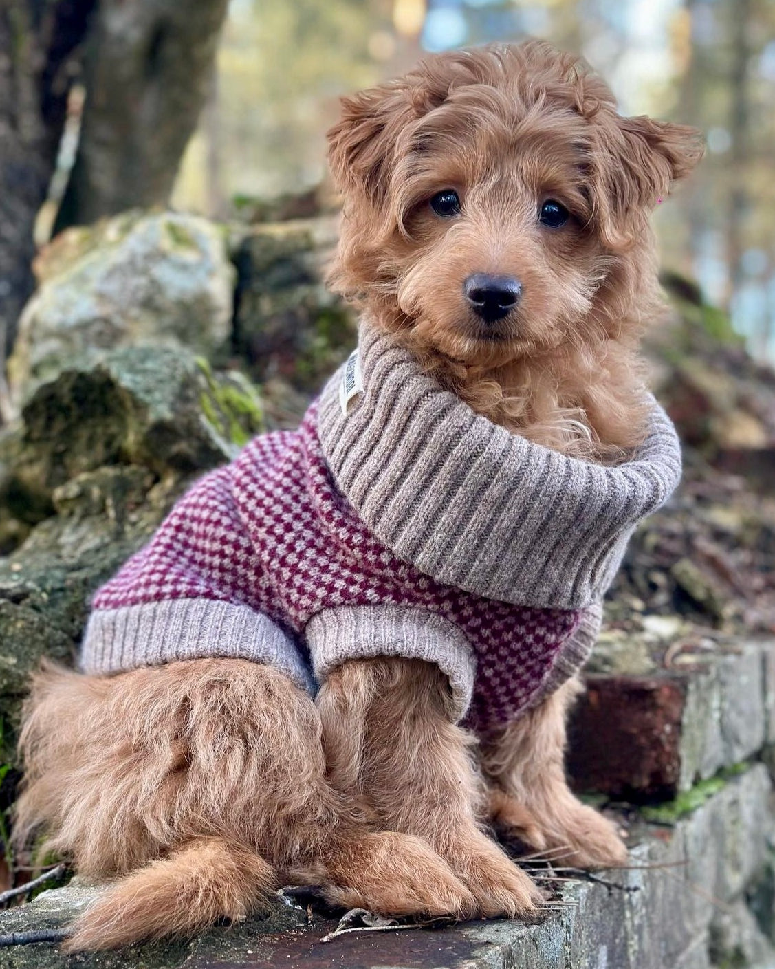 Puppy in a burgundy jumper