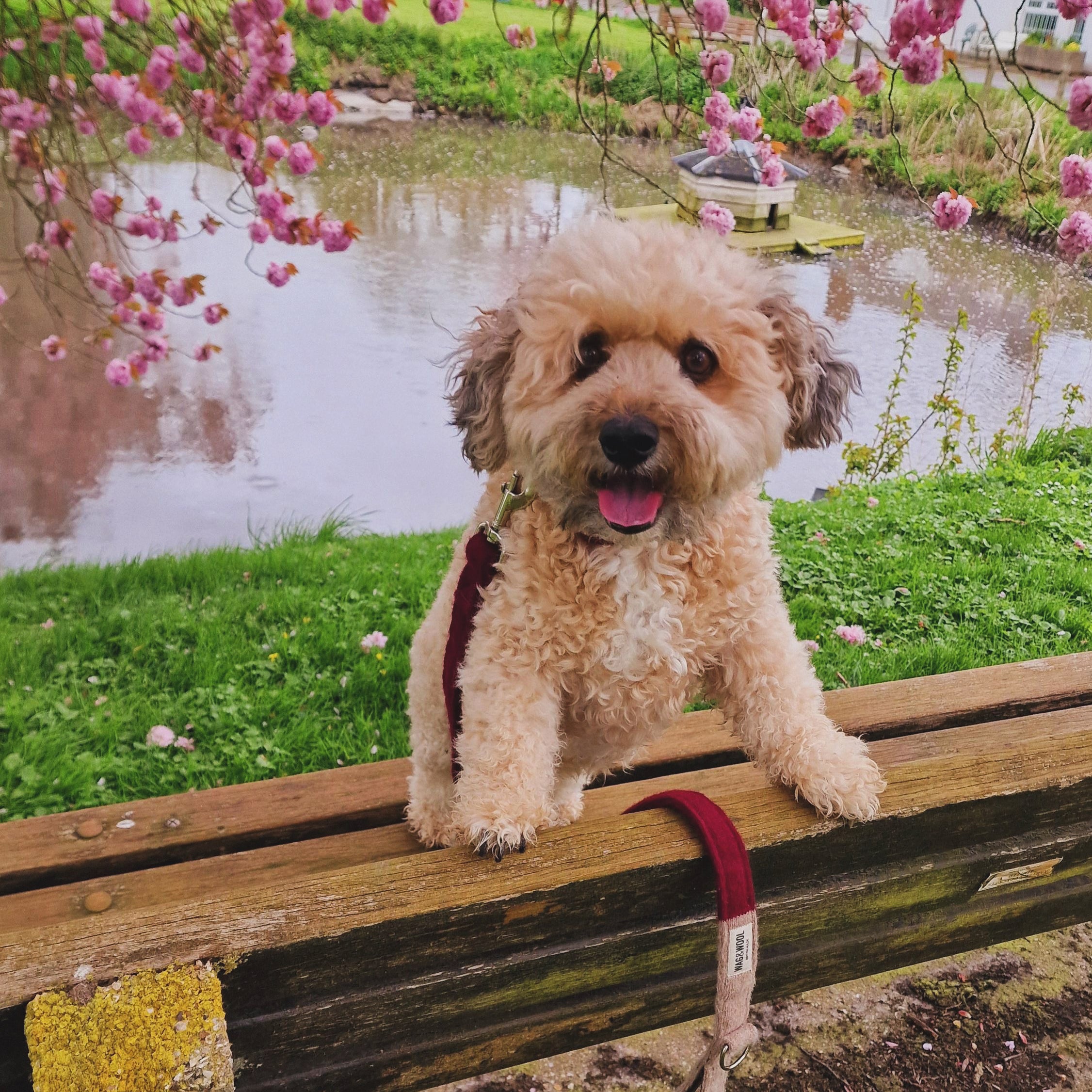 cute poodle in a wool collar