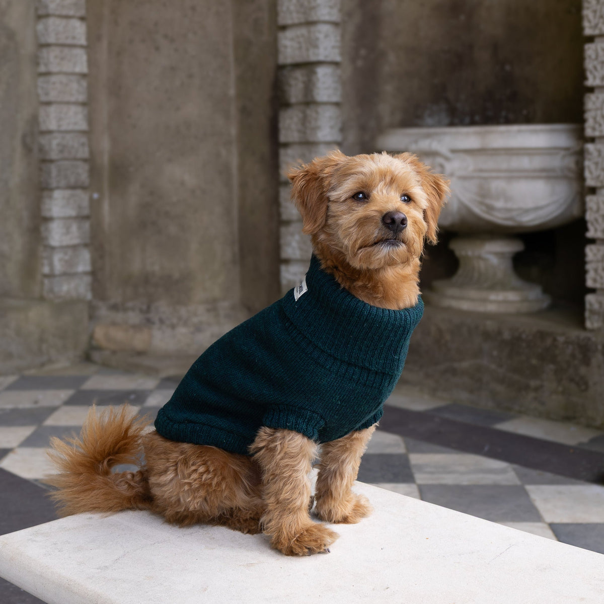 A small brown dog wearing a dark teal knit sweater sits on a white marble bench in a stone courtyard with arches and a black-and-white checkered floor.