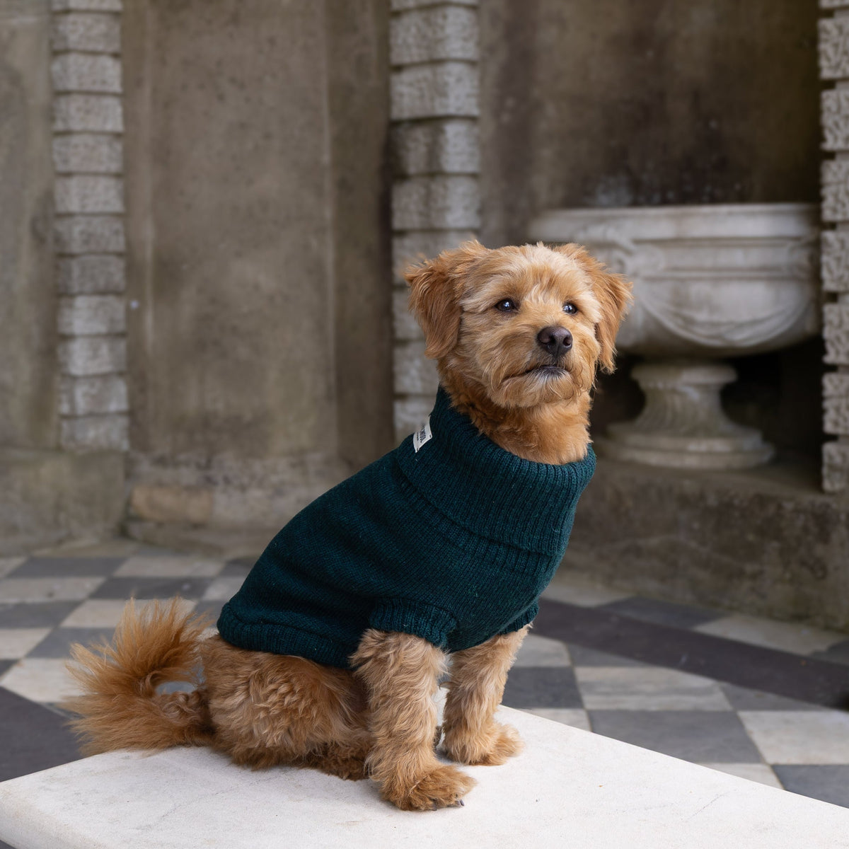 A small brown dog wearing a dark teal knit sweater sits on a white marble bench in a stone courtyard with arches and a black-and-white checkered floor.