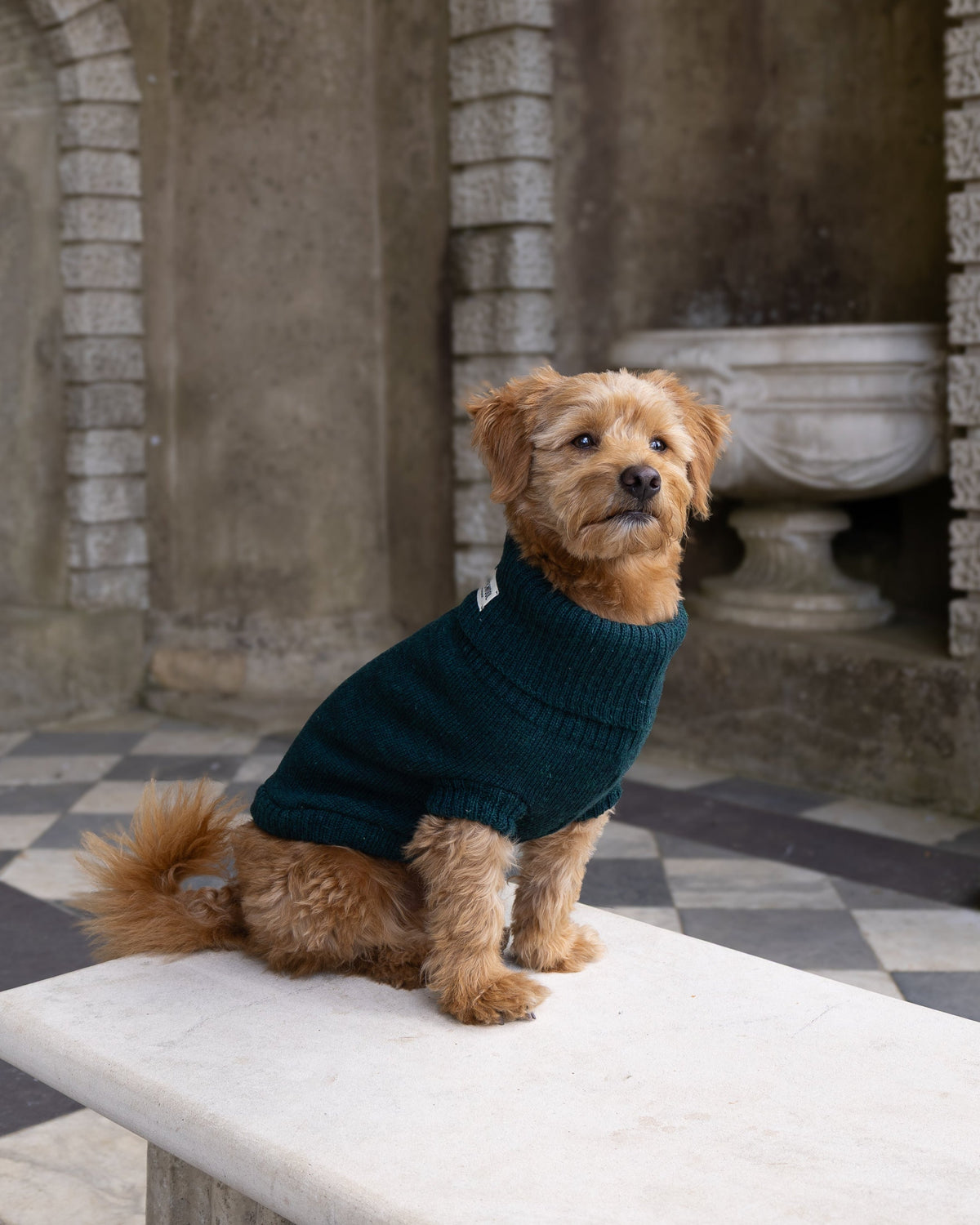 A small brown dog wearing a dark teal knit sweater sits on a white marble bench in a stone courtyard with arches and a black-and-white checkered floor.