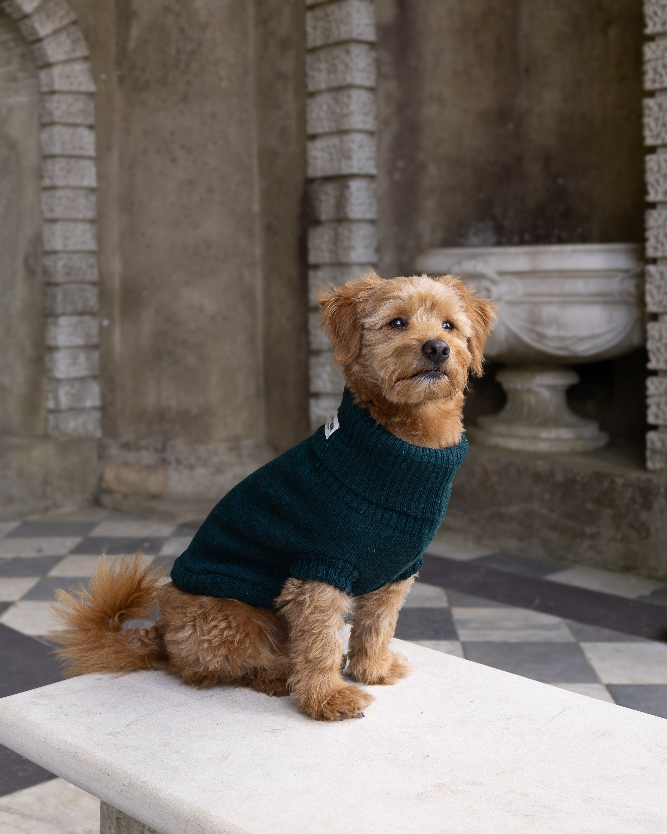 A small brown dog wearing a dark teal knit sweater sits on a white marble bench in a stone courtyard with arches and a black-and-white checkered floor.