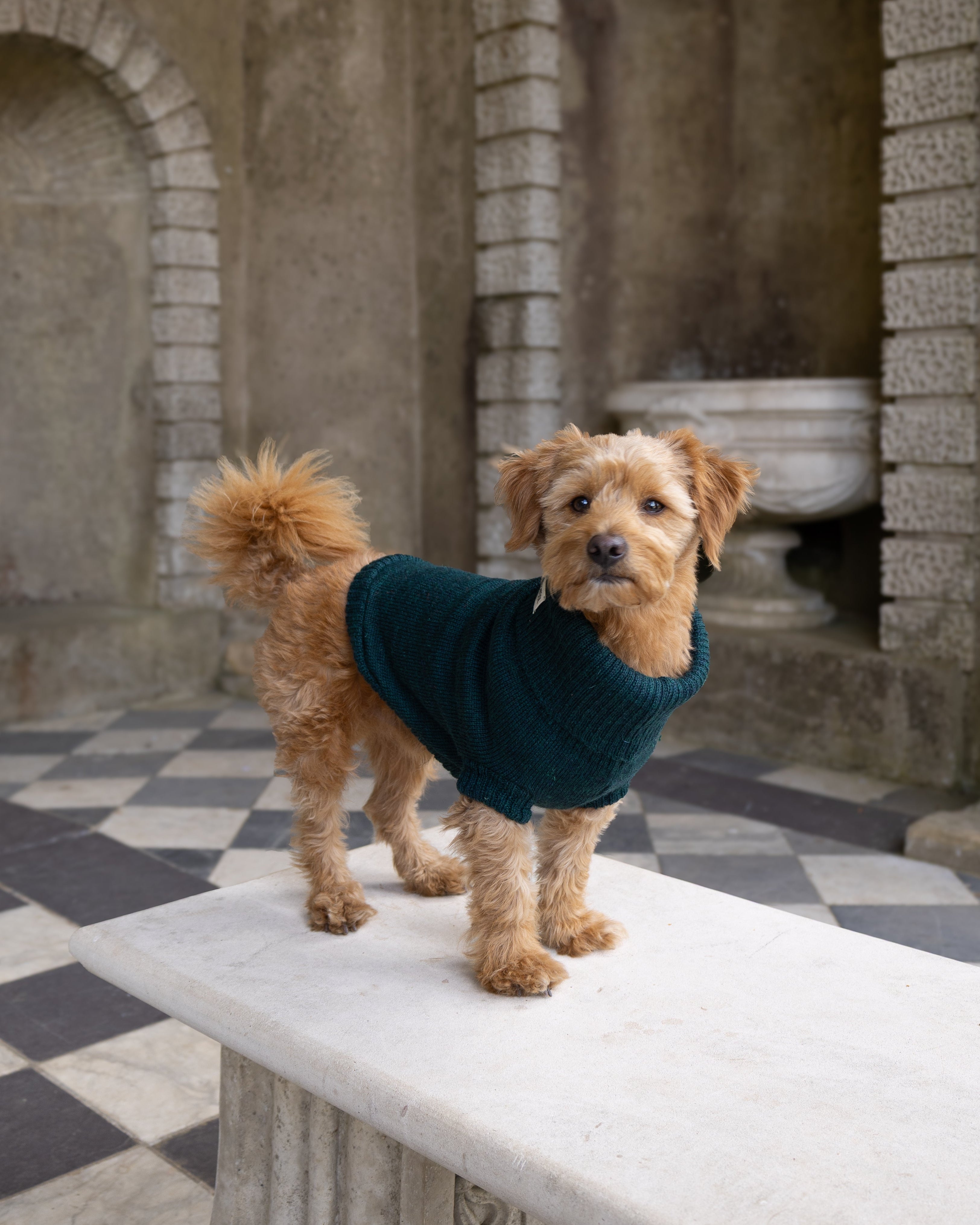 A small tan dog wearing a green knit sweater stands on a white stone bench in an outdoor stone courtyard with arches and a black-and-white checkered floor.