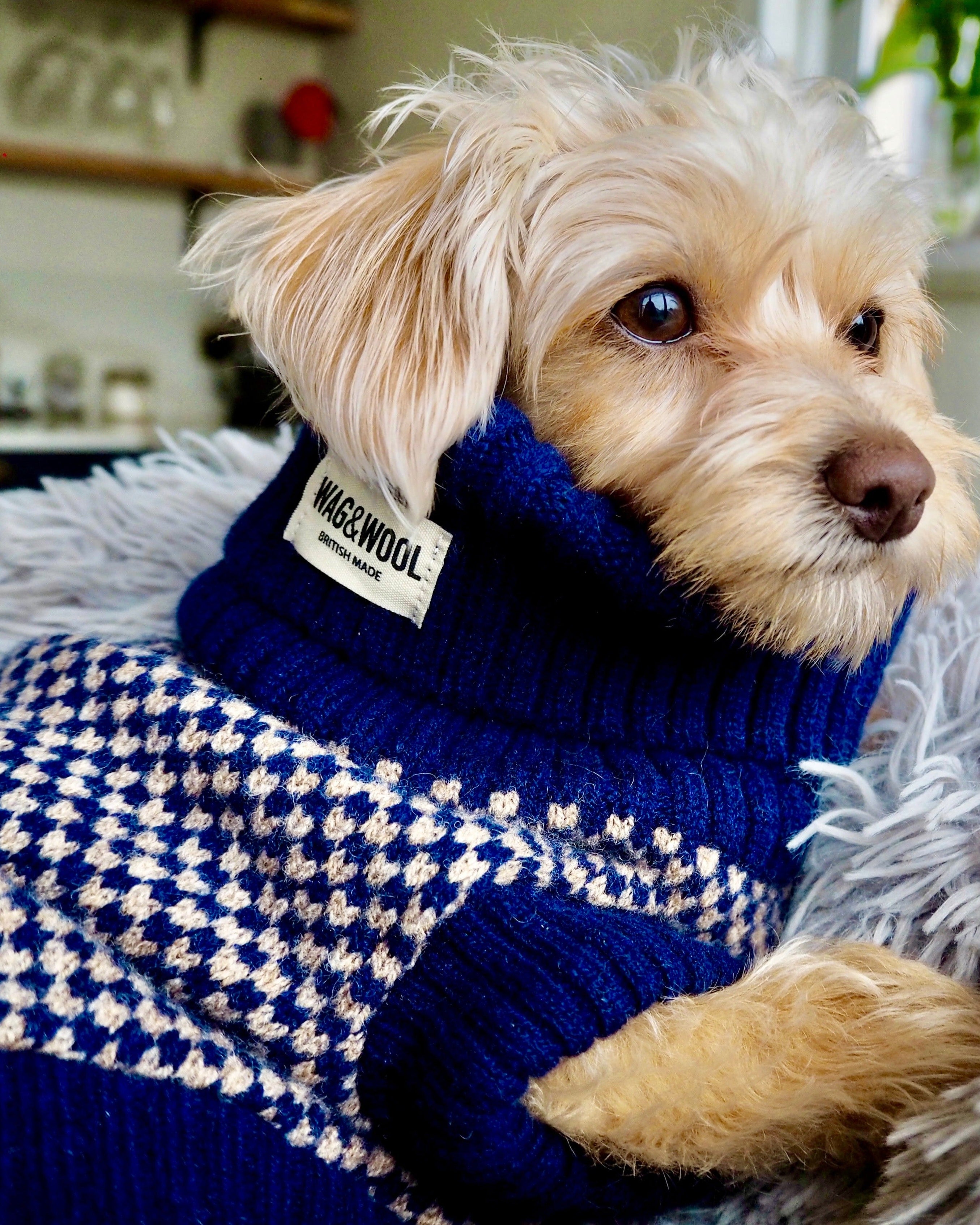 luxury dog jumper