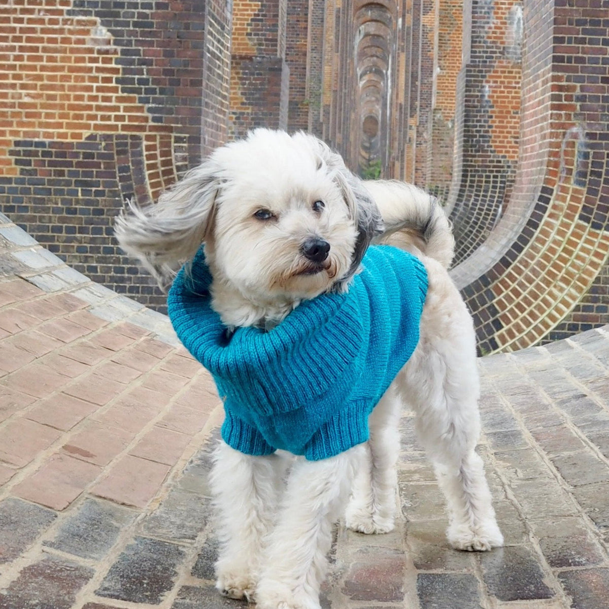 cerulean blue knitted dog jumper