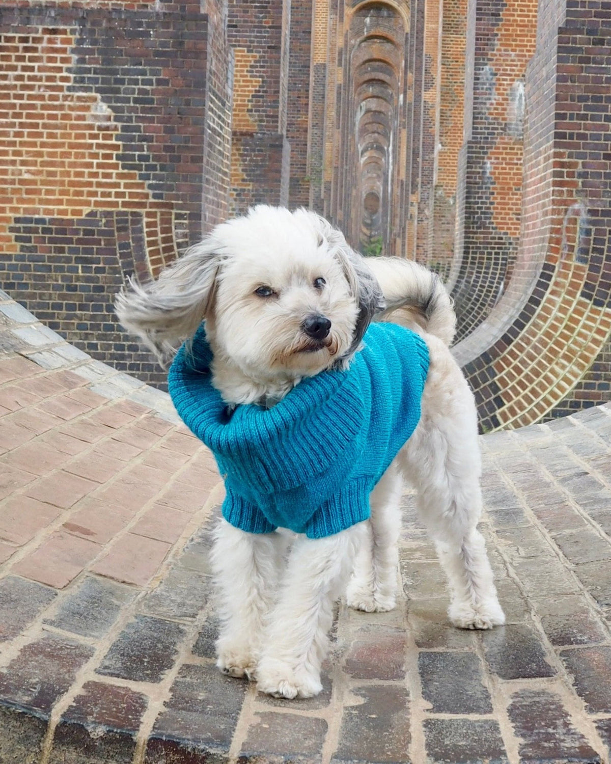 cerulean blue knitted dog jumper