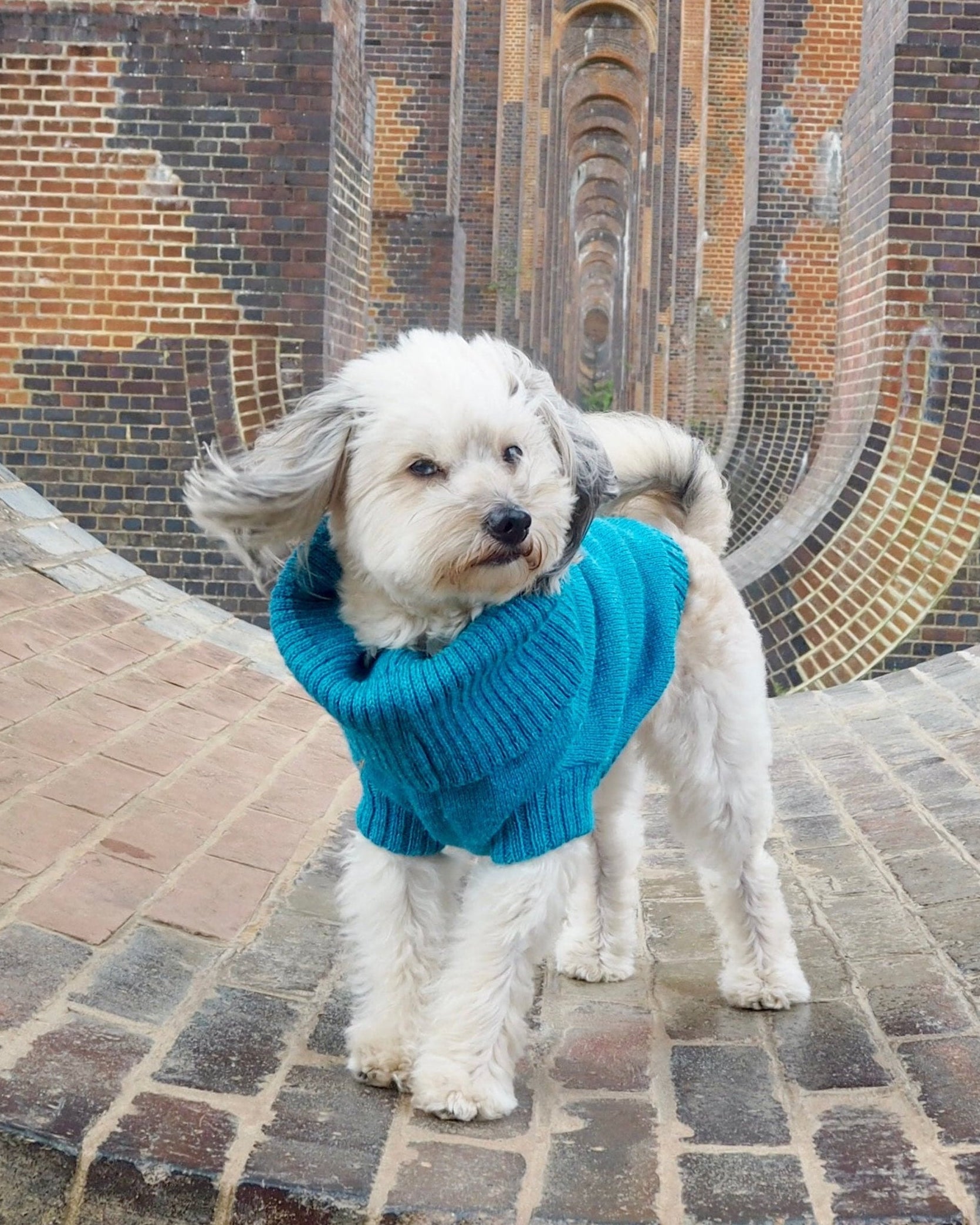 cerulean blue knitted dog jumper