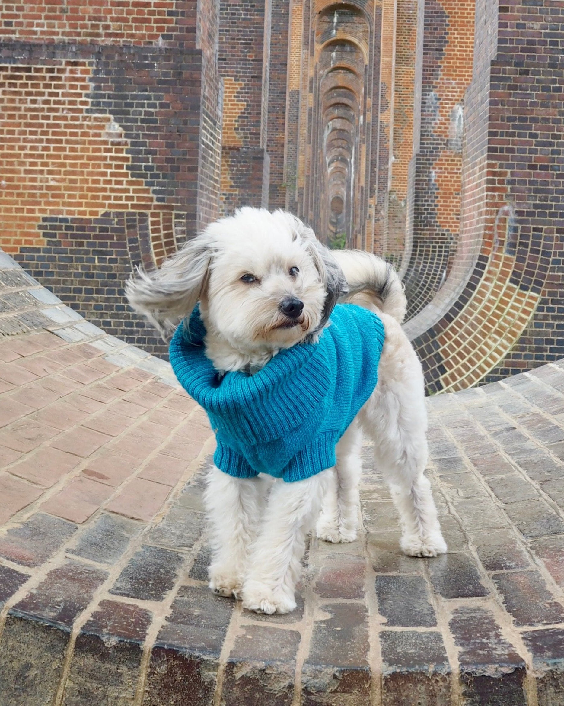 cerulean blue knitted dog jumper