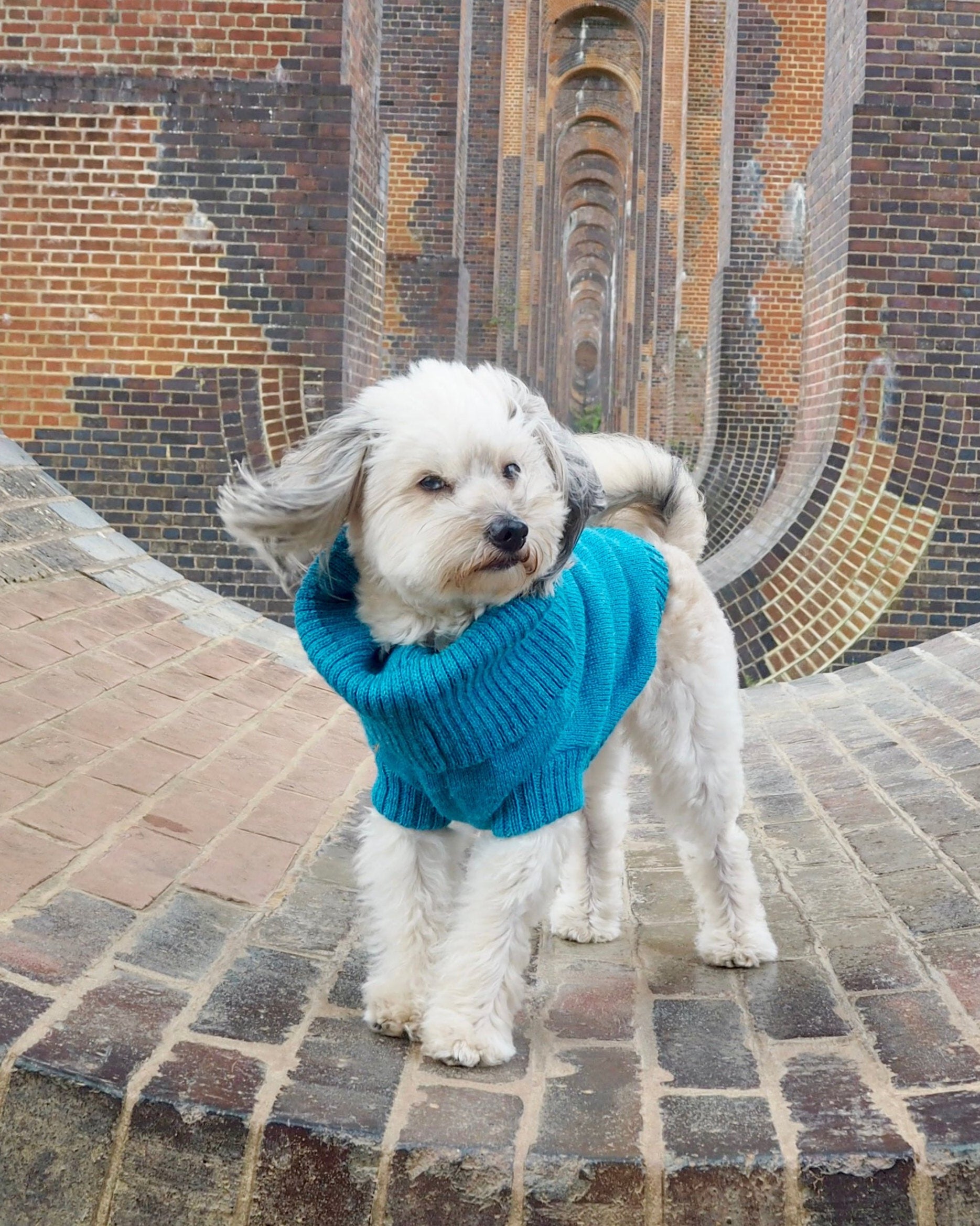 cerulean blue knitted dog jumper